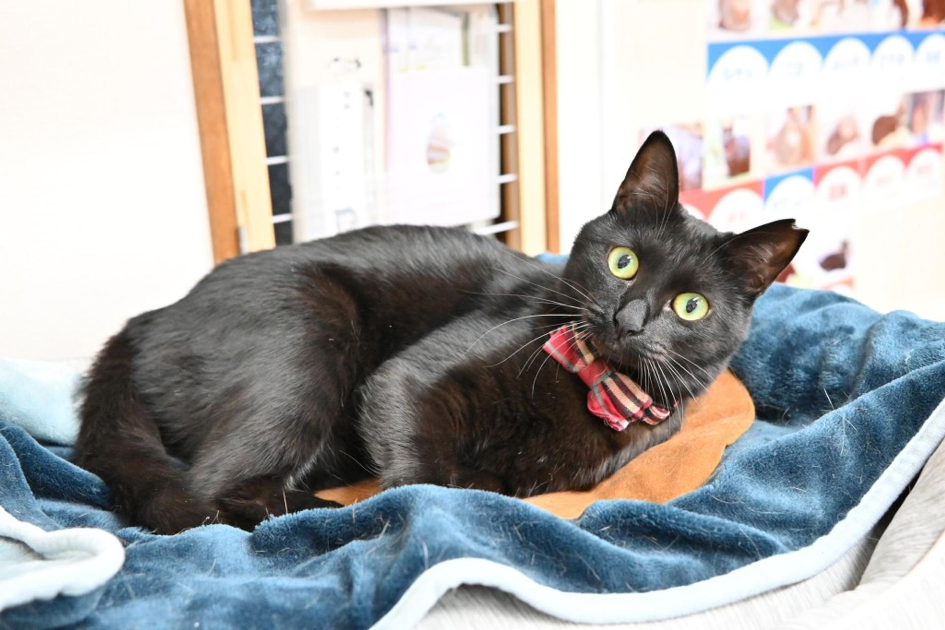 pet-image-8