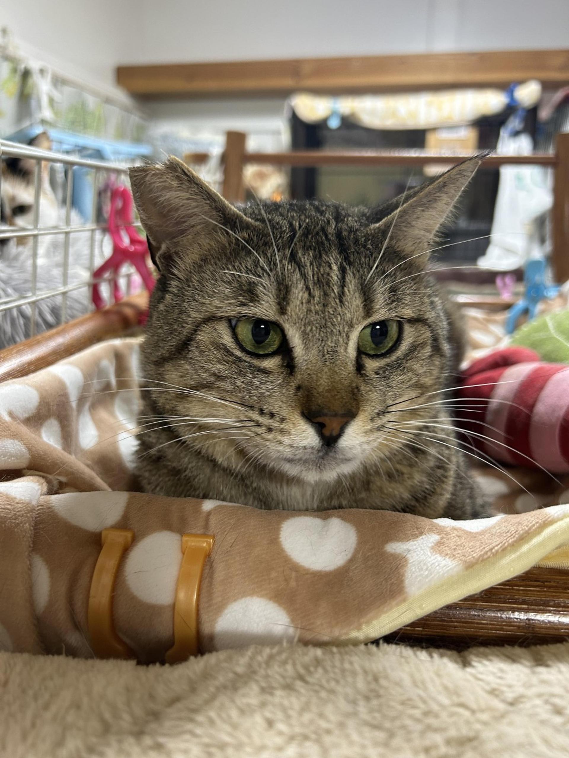 pet-image-8