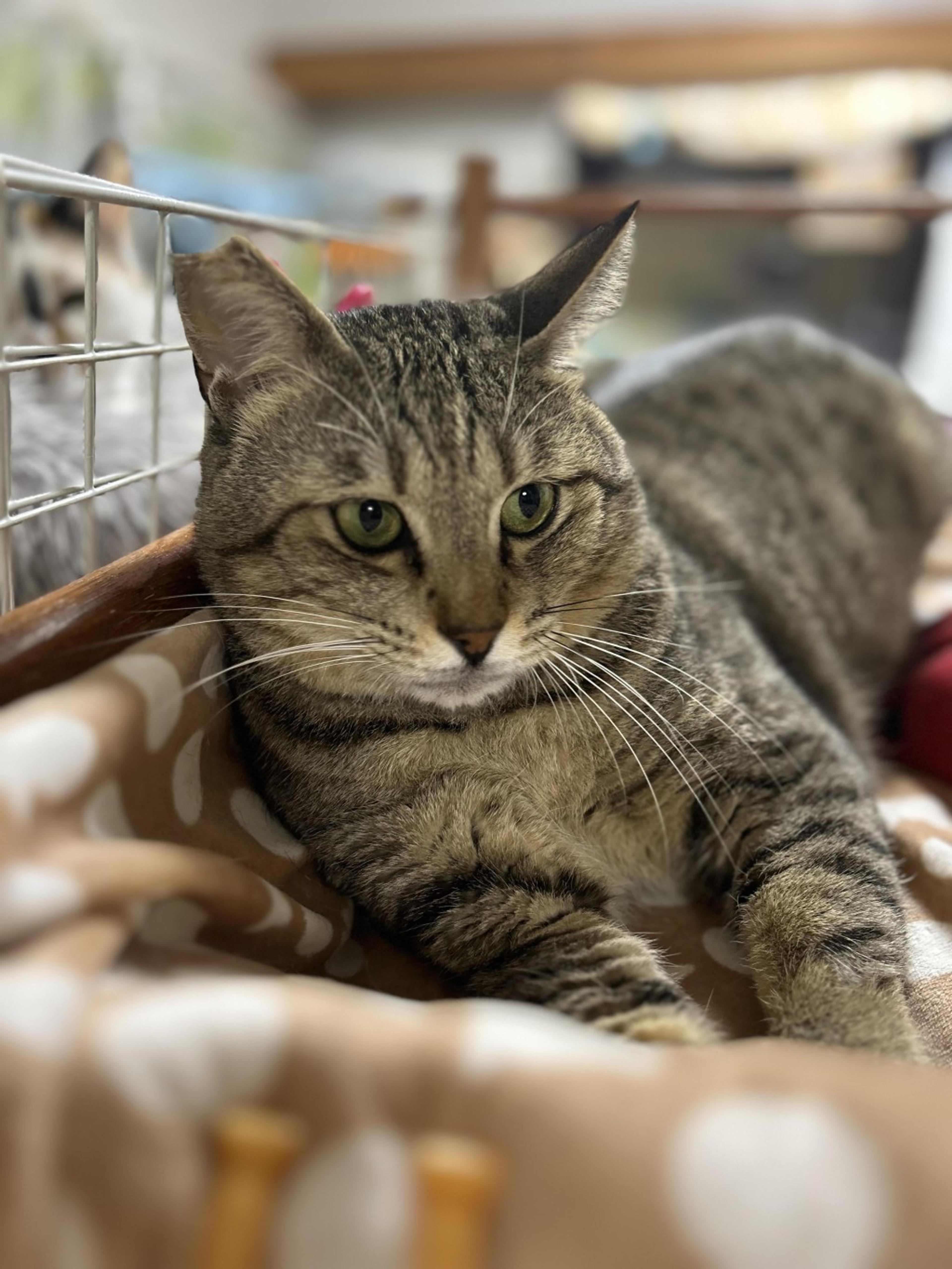 pet-image-6
