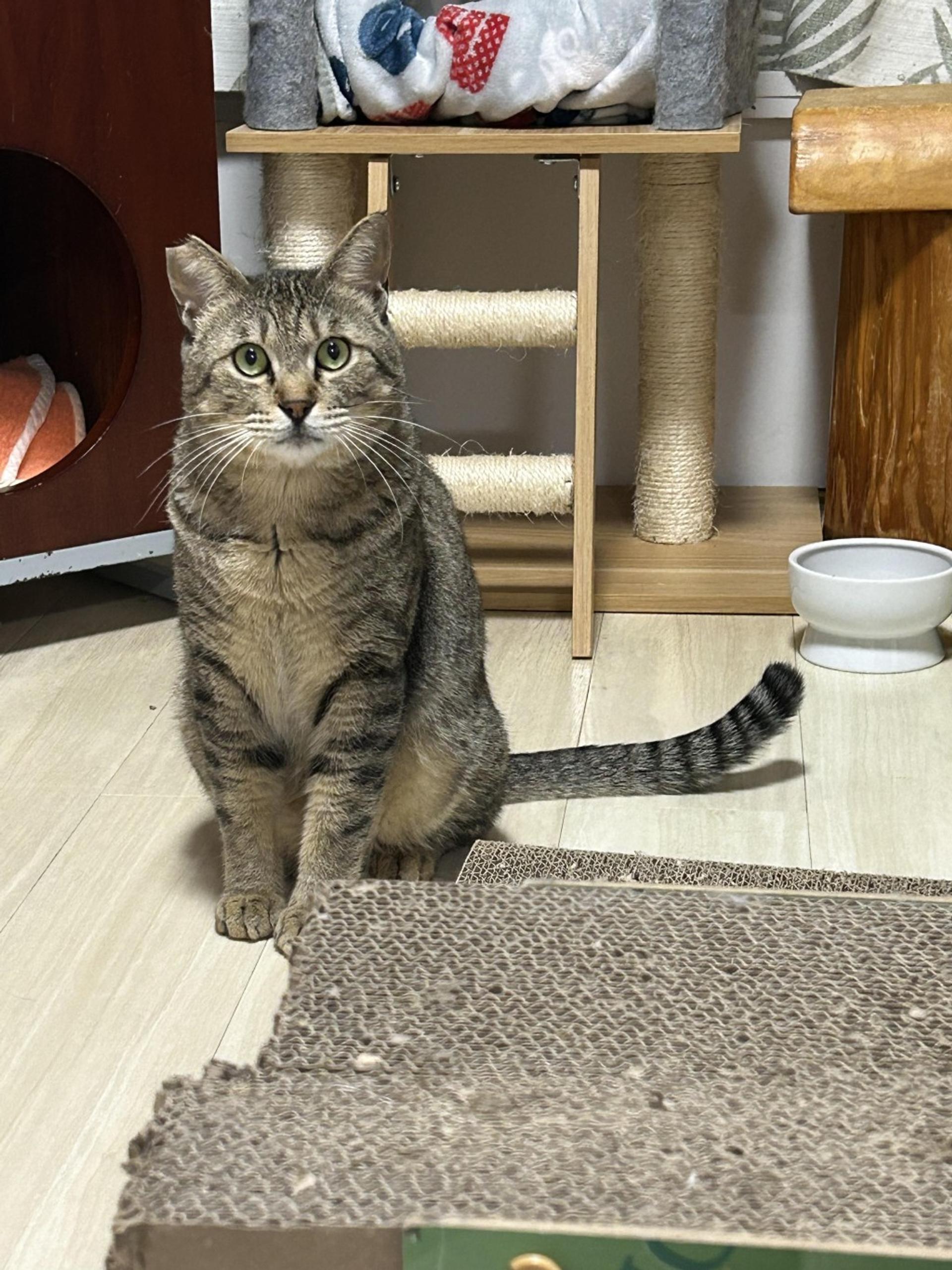 pet-image-9