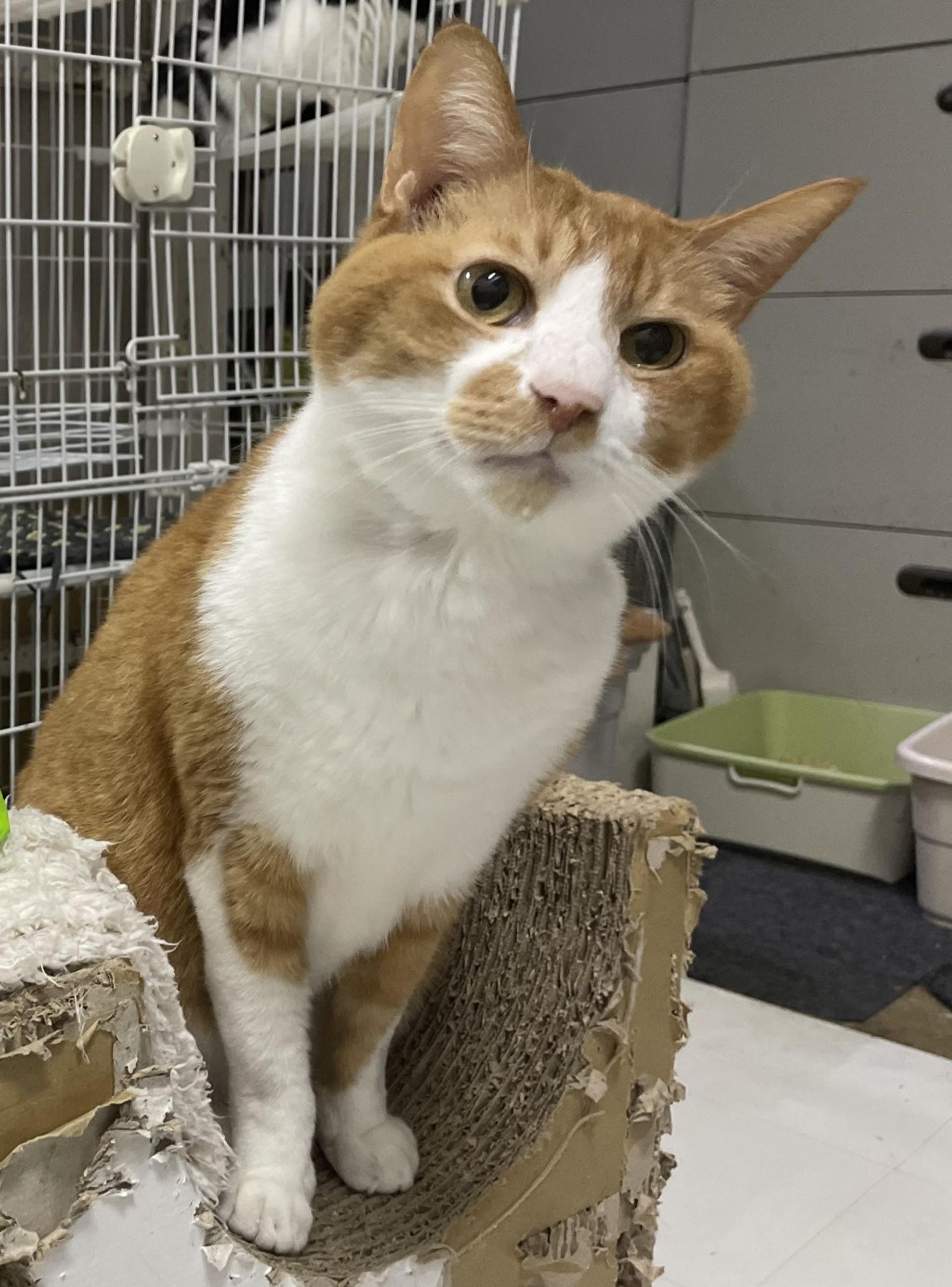 pet-image-3