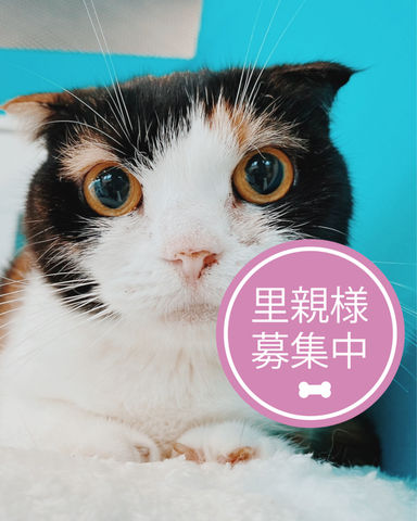 マザー
