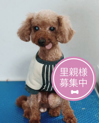 フェタ