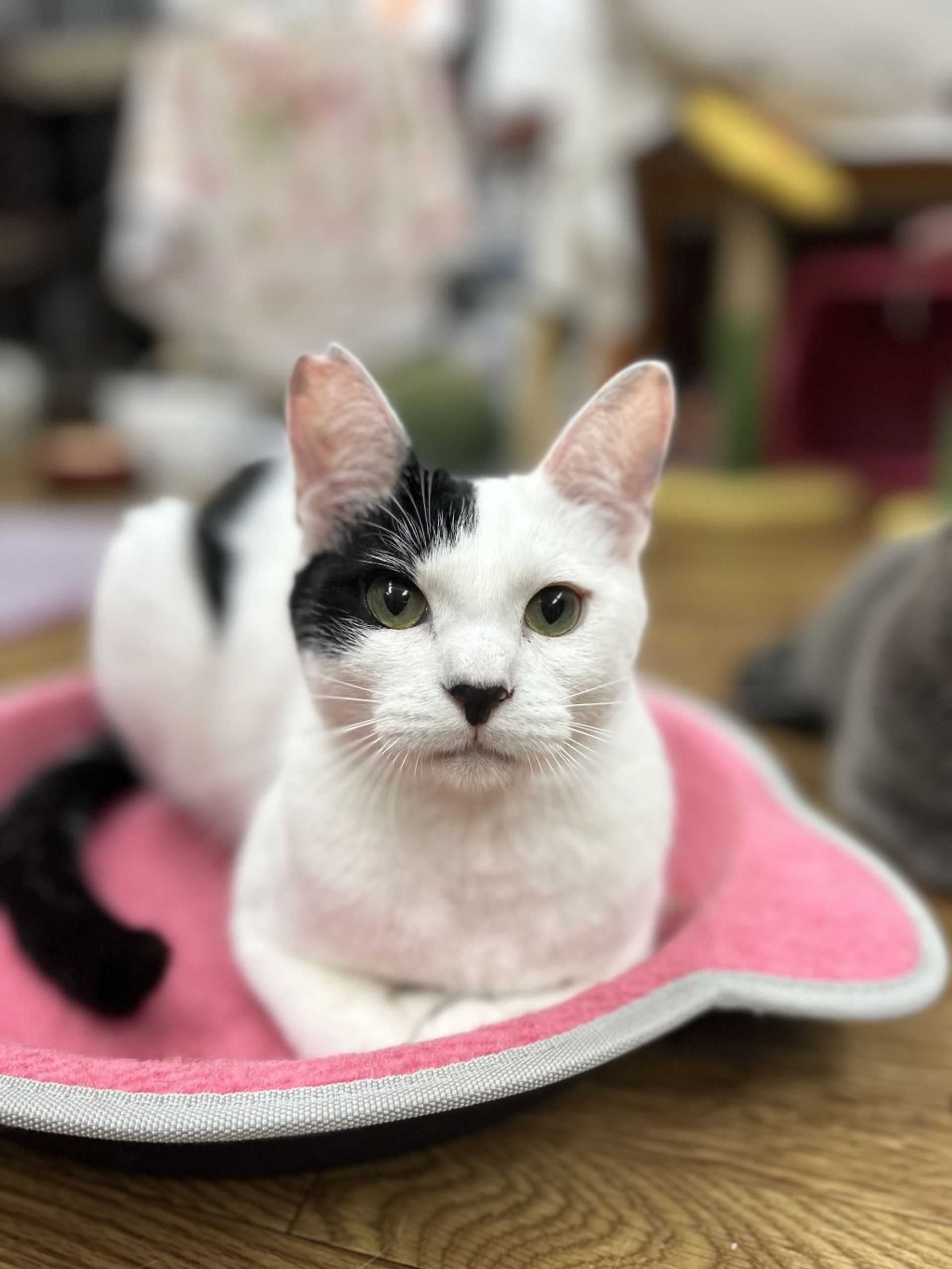 雑種（ミックス猫）・オスの里親募集の写真