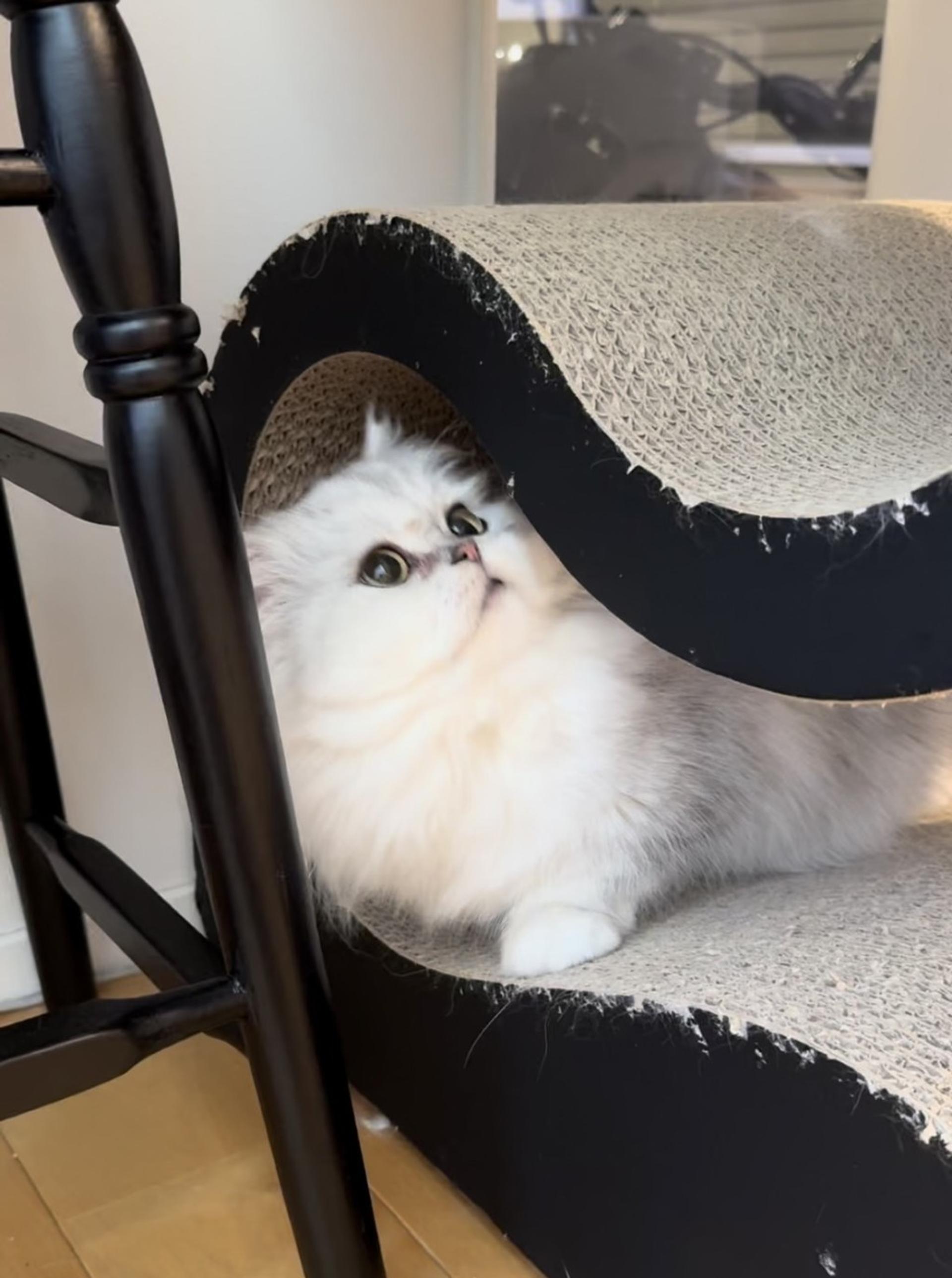 pet-image-3