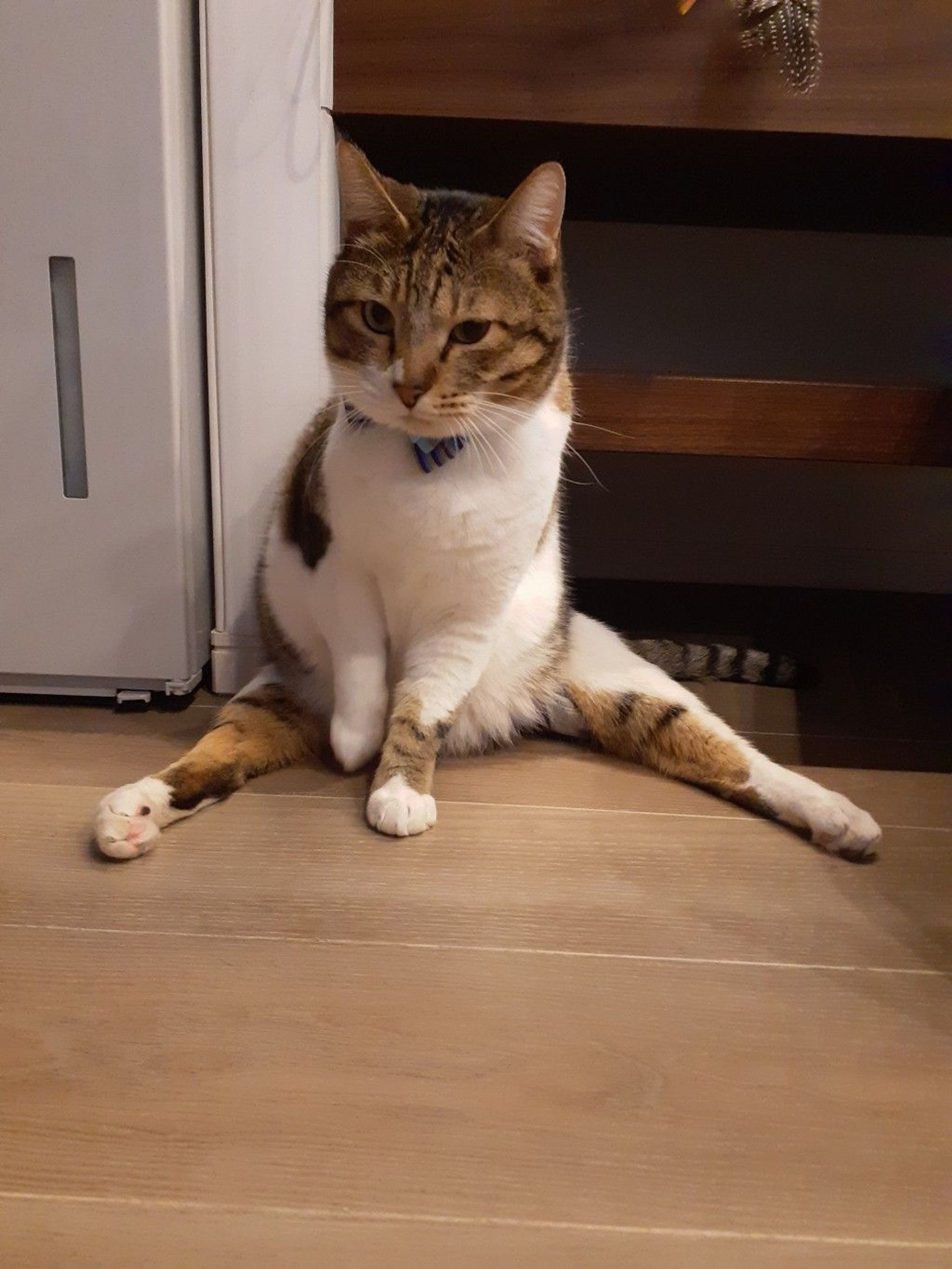 雑種（ミックス猫）・オスの里親募集の写真