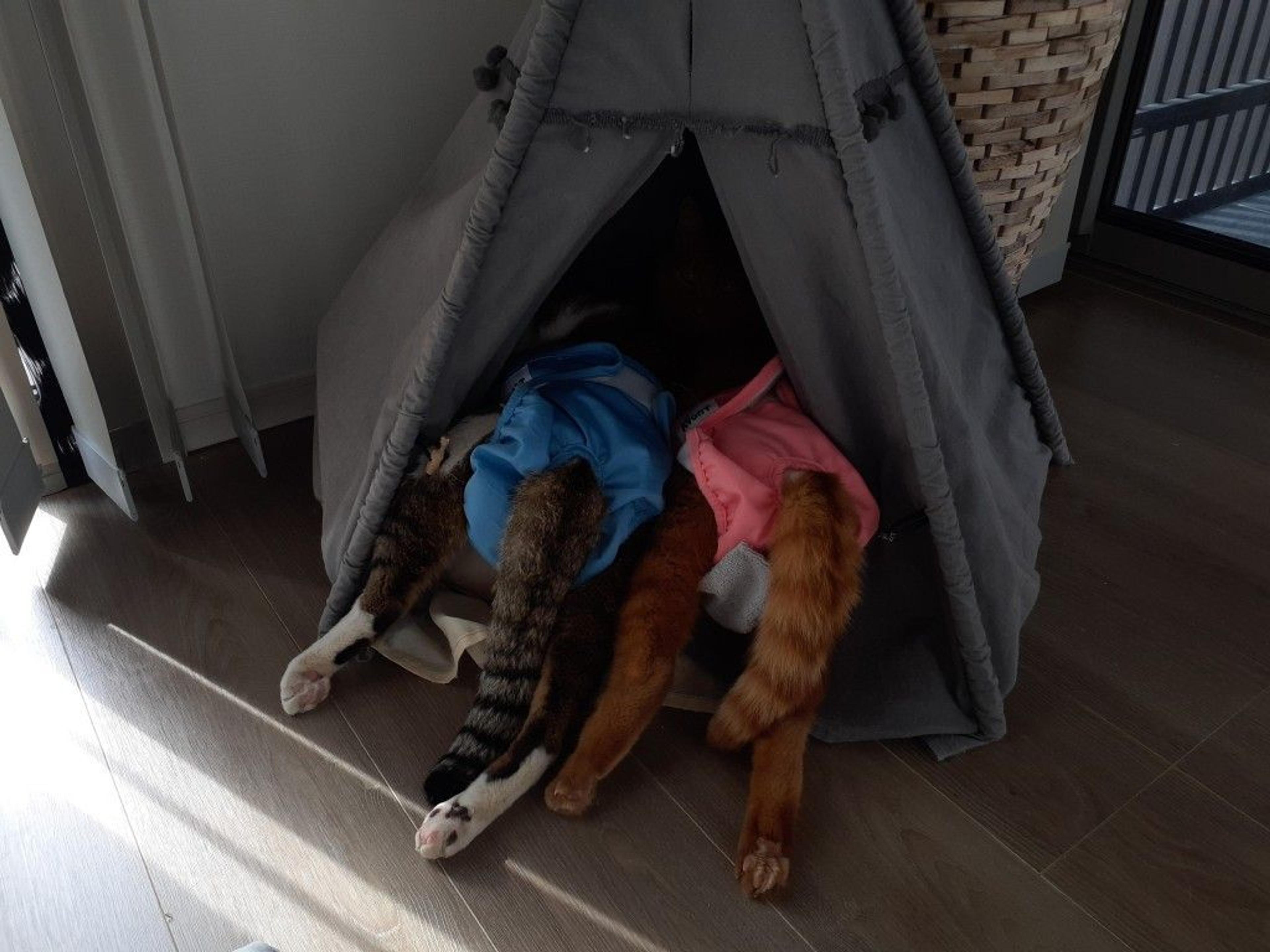 pet-image-3
