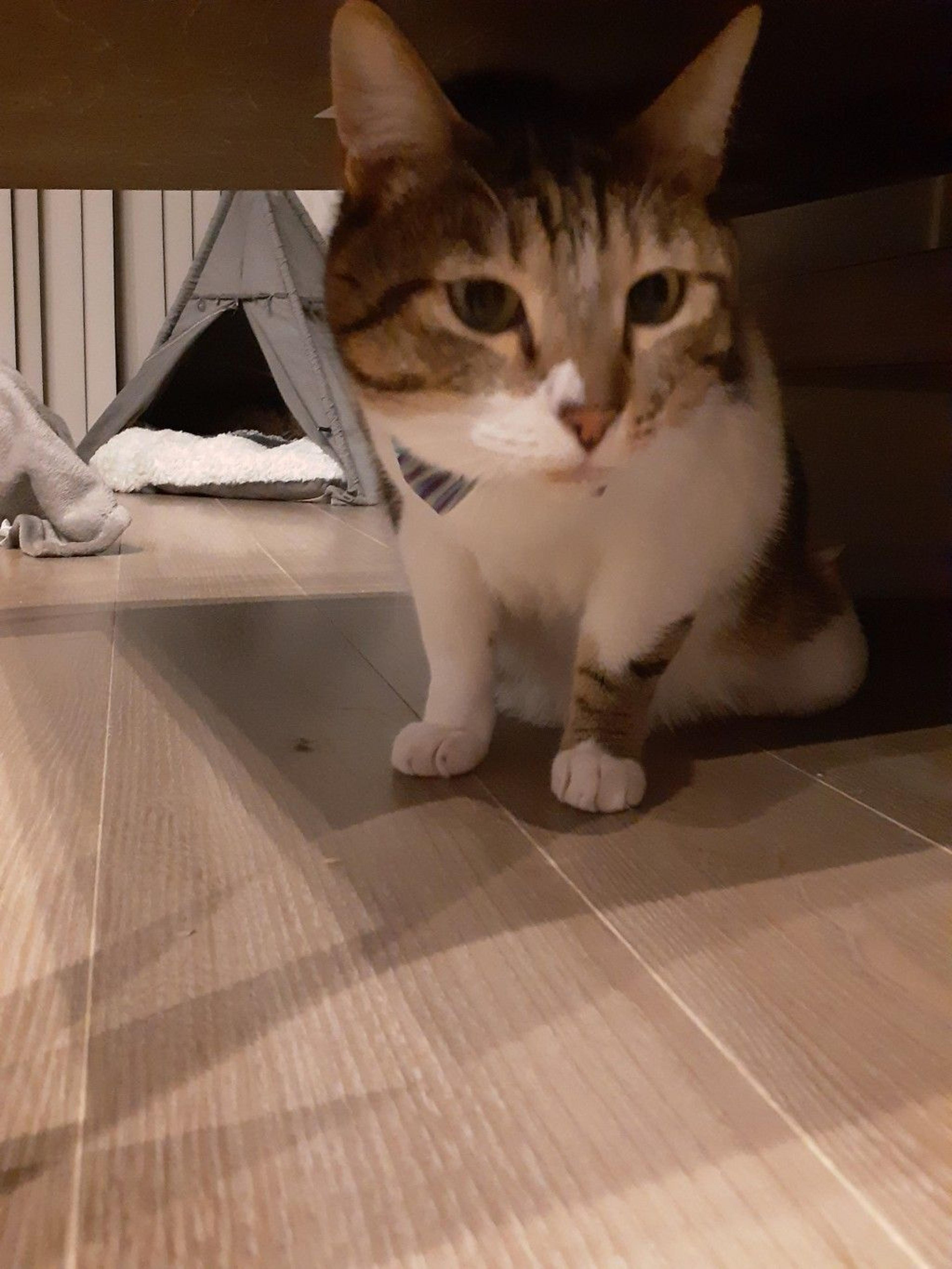 pet-image-6