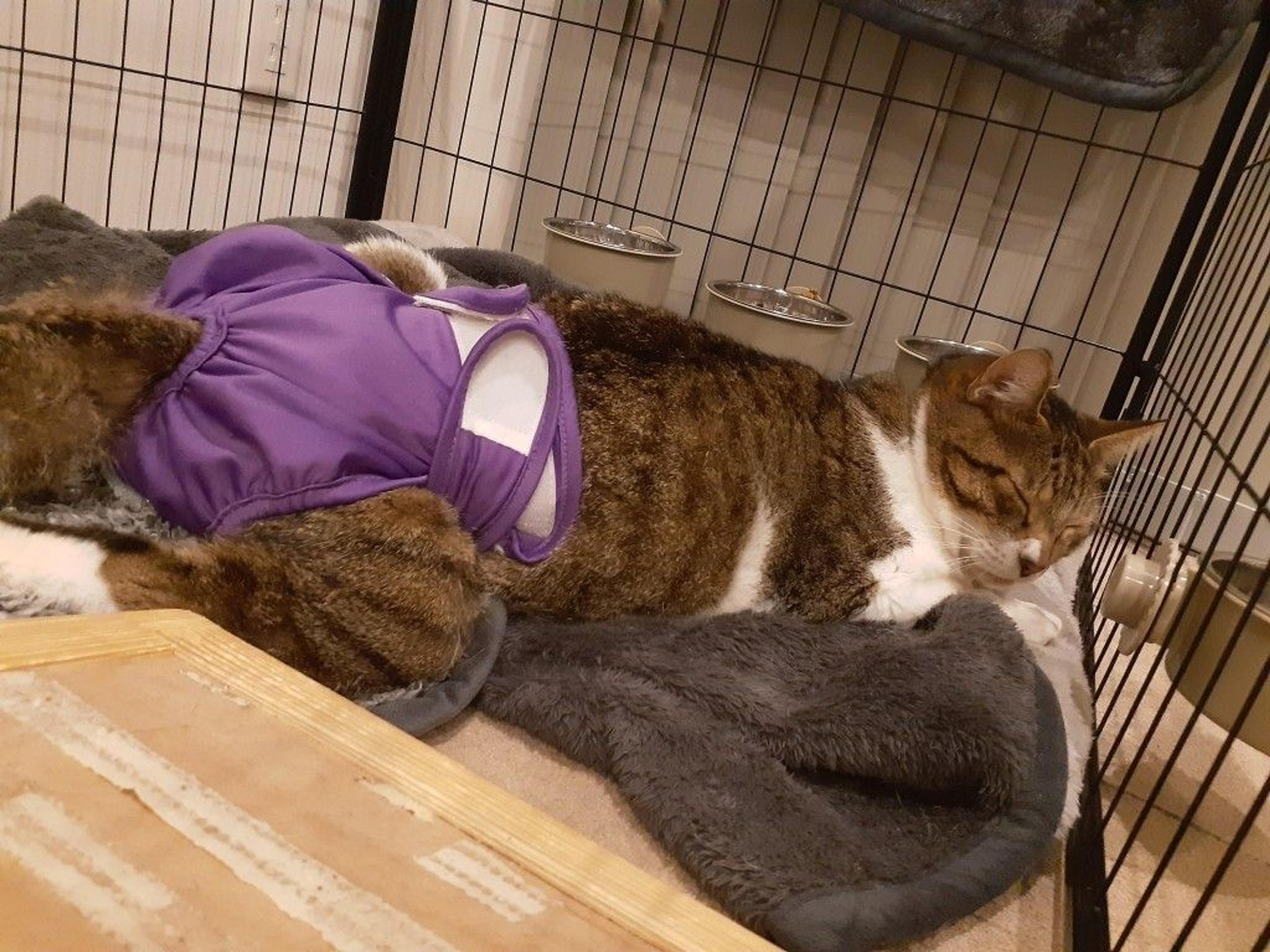 pet-image-7
