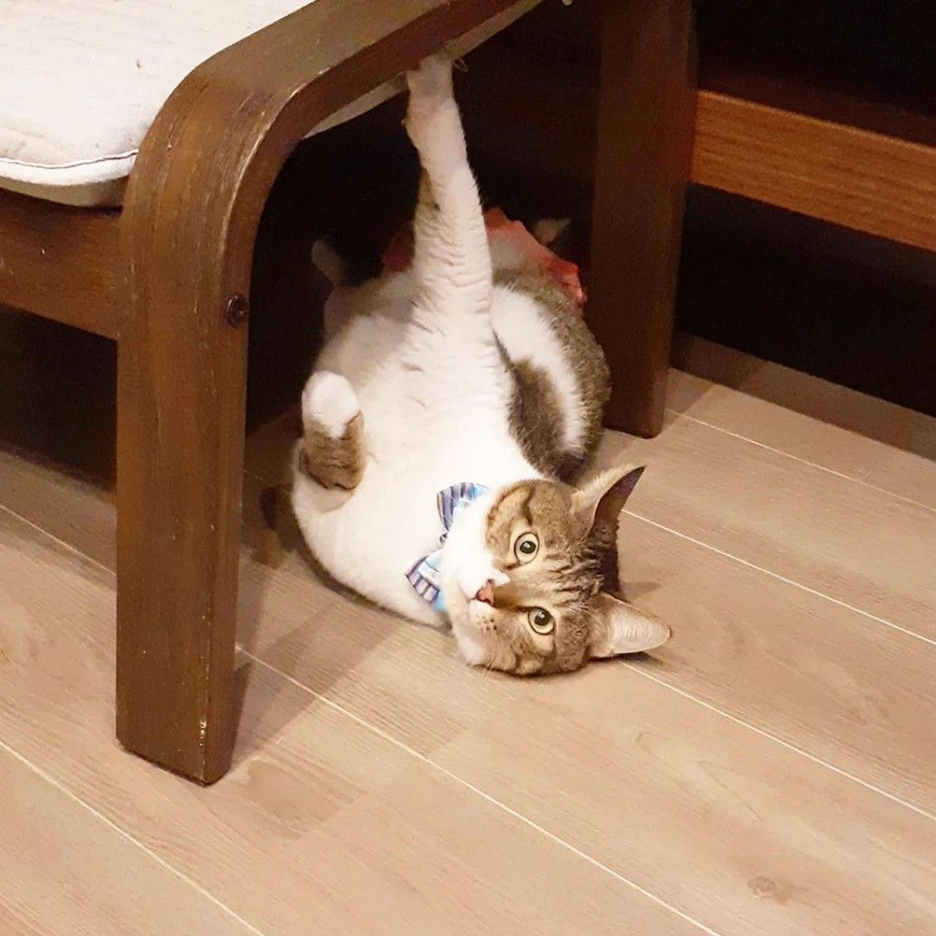 pet-image-8