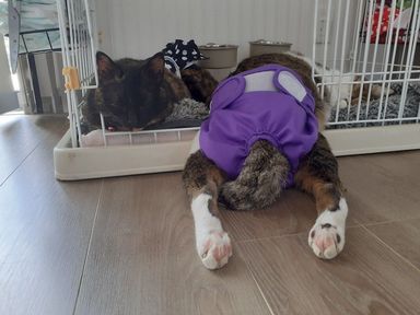 ふうま