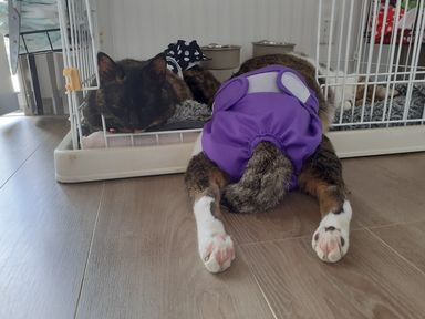 ふうま