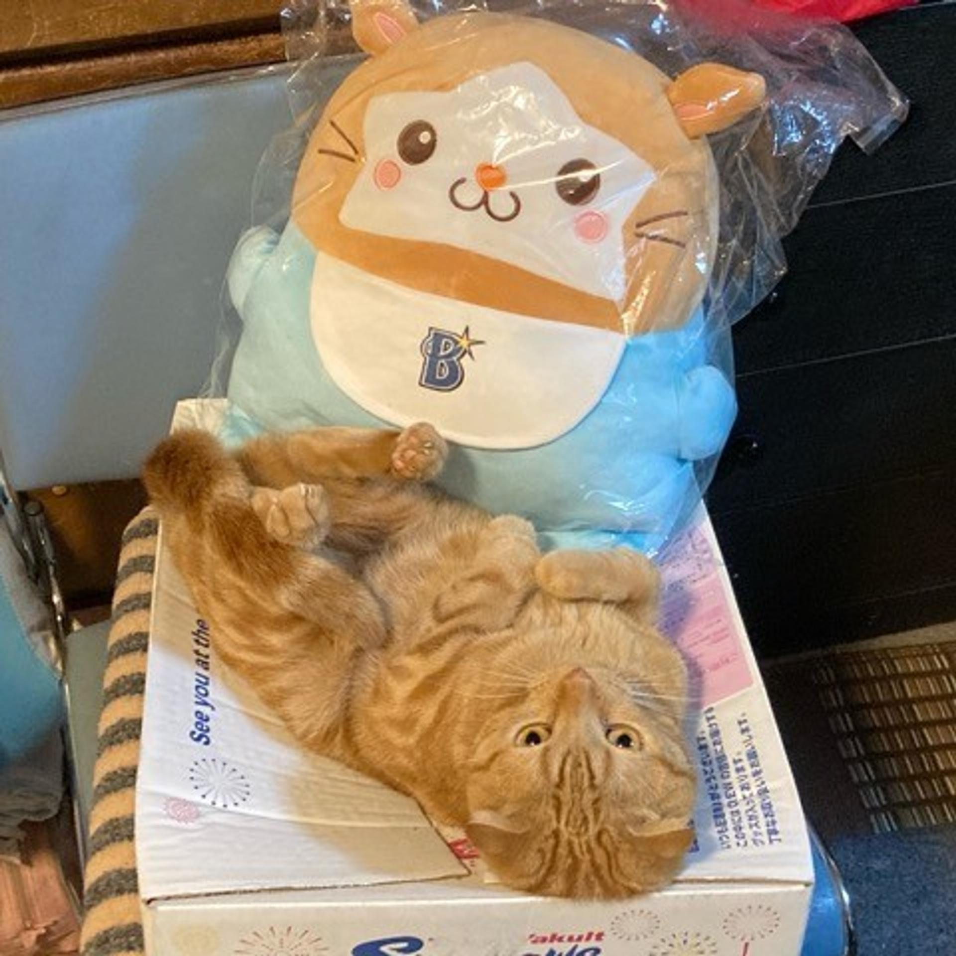 pet-image-2