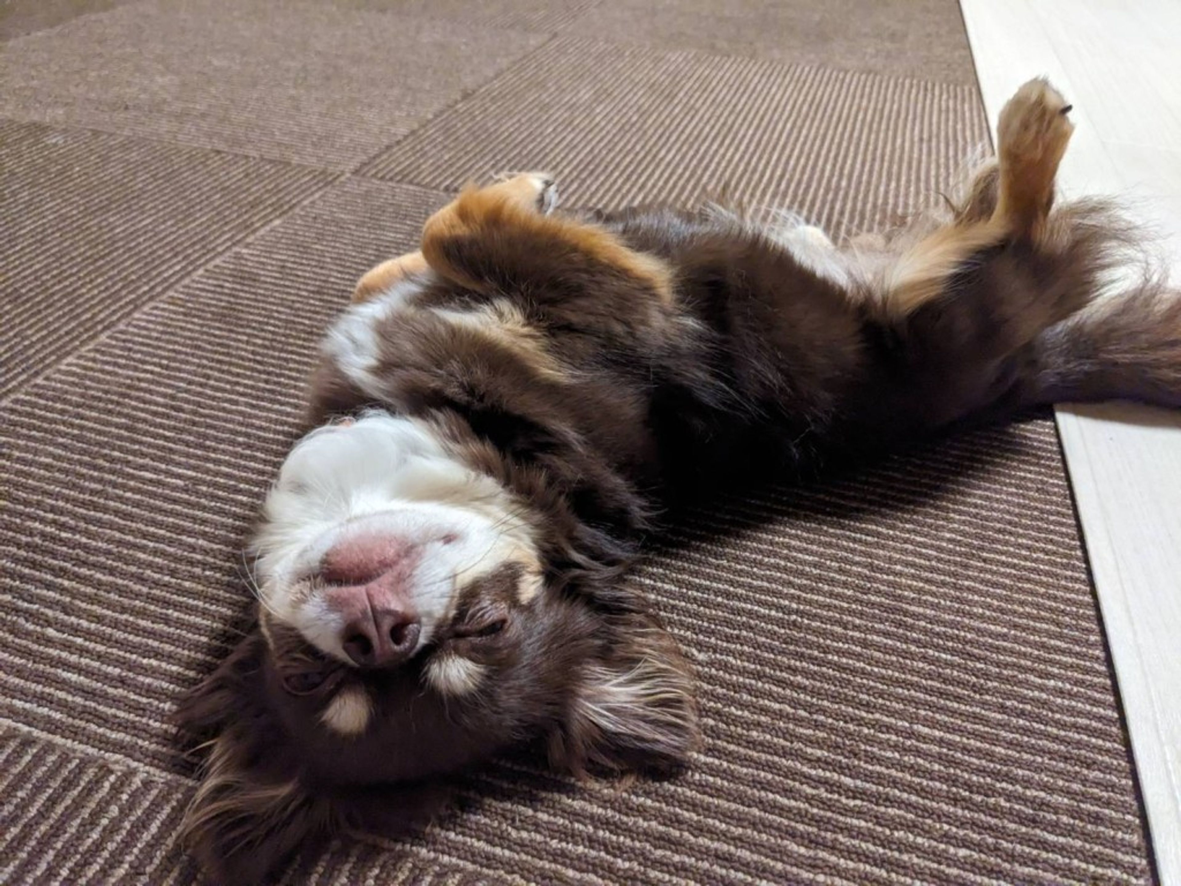 pet-image-9