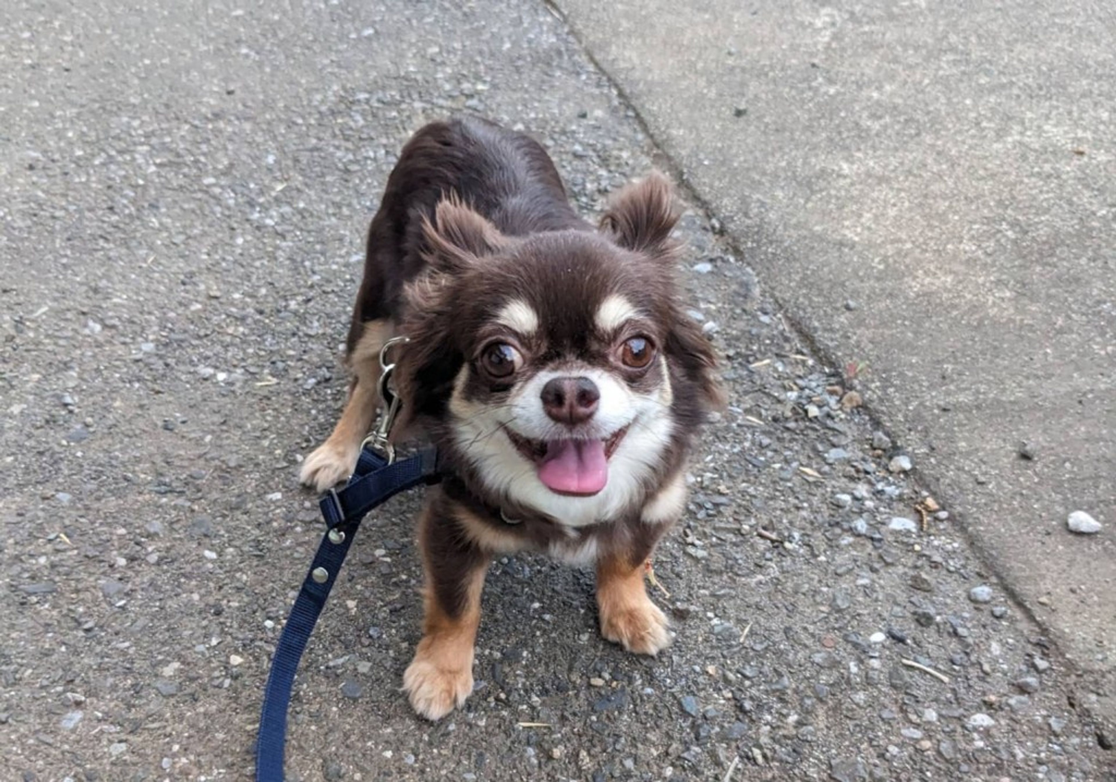 pet-image-6
