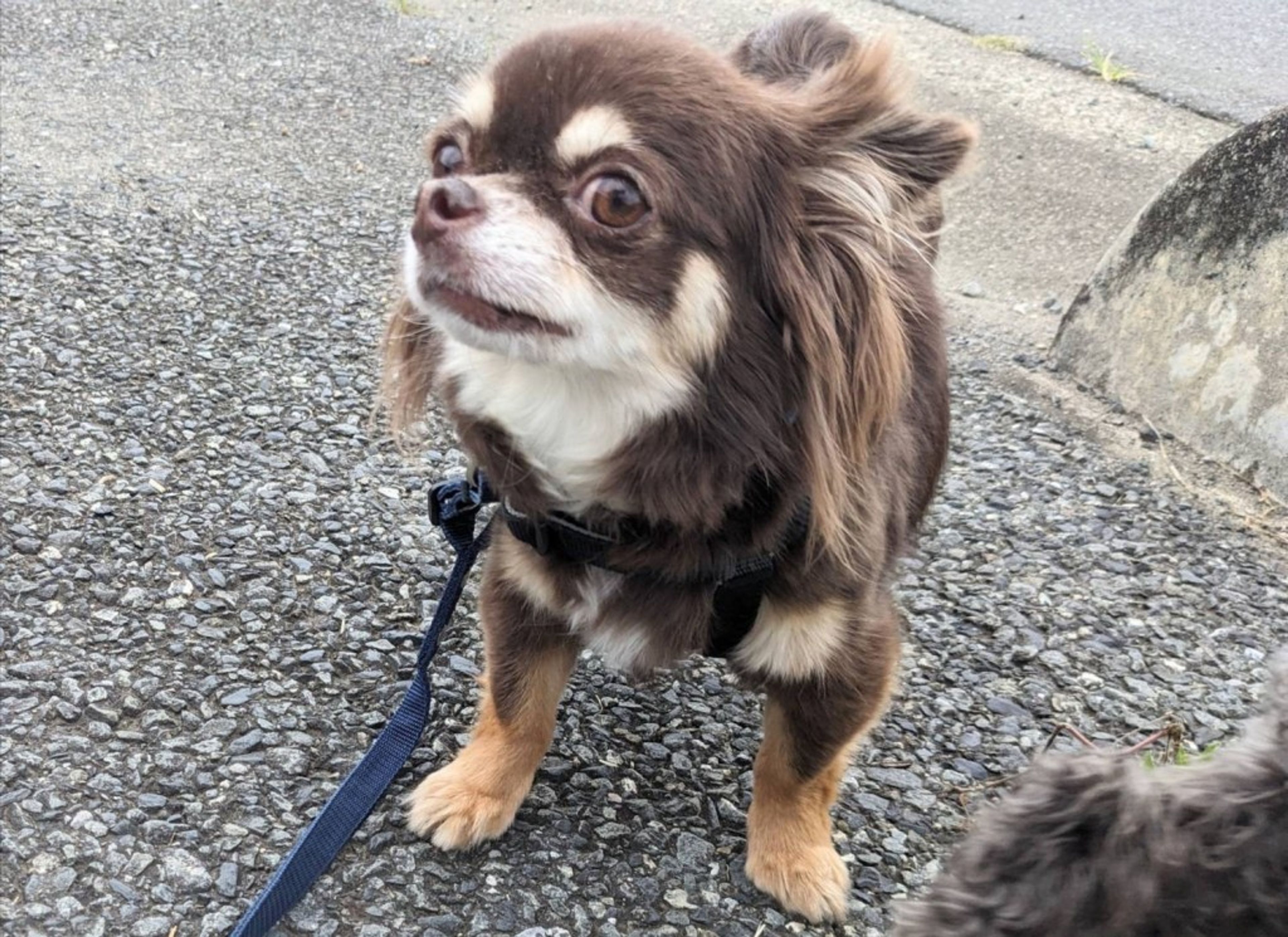 pet-image-7