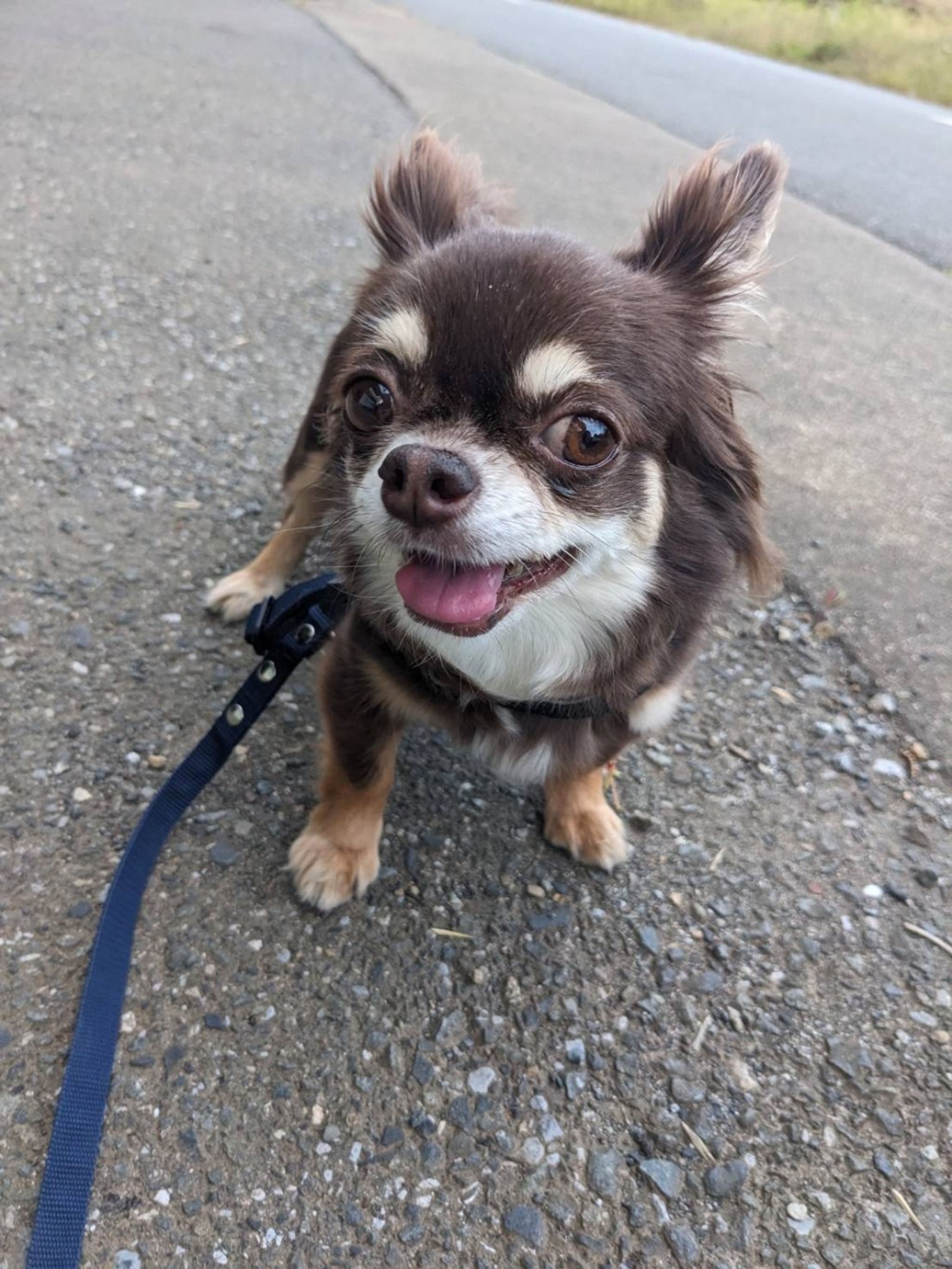 pet-image-8