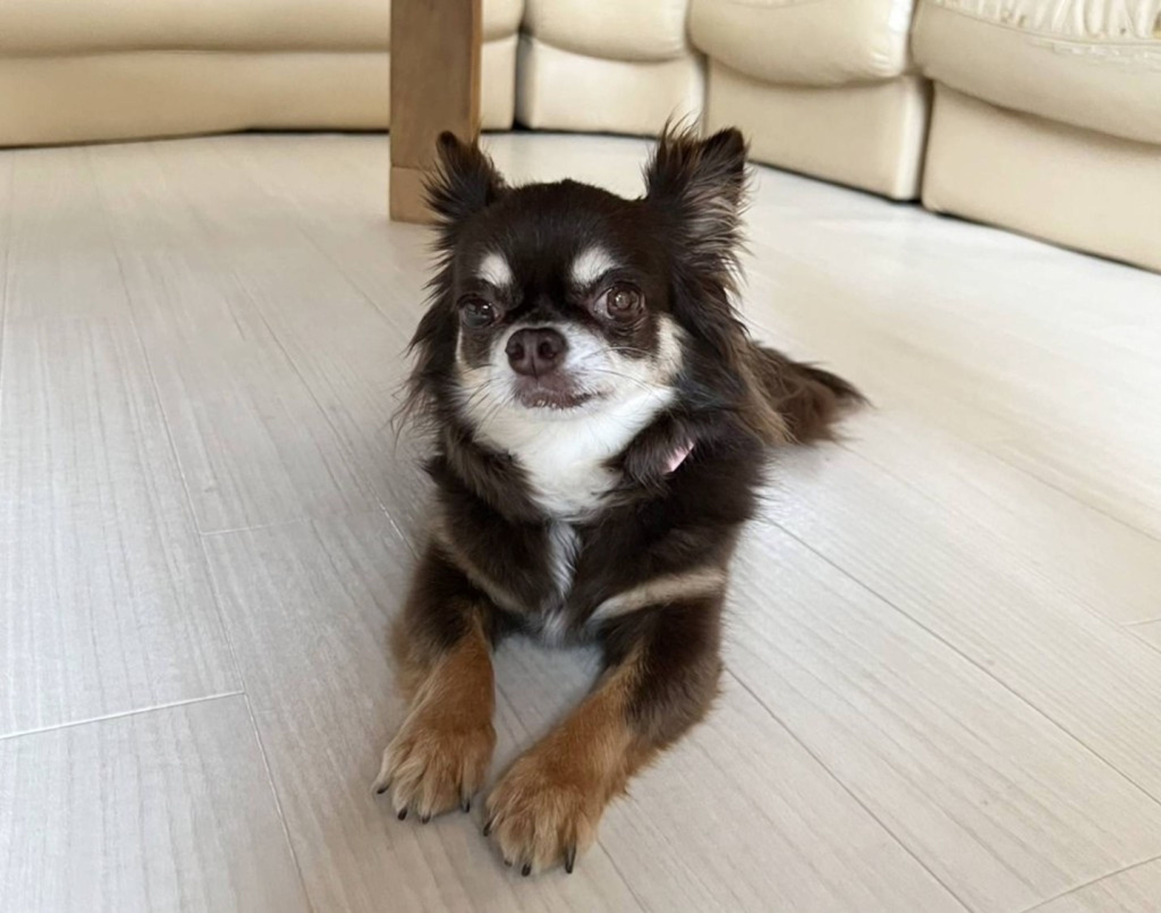 pet-image-4