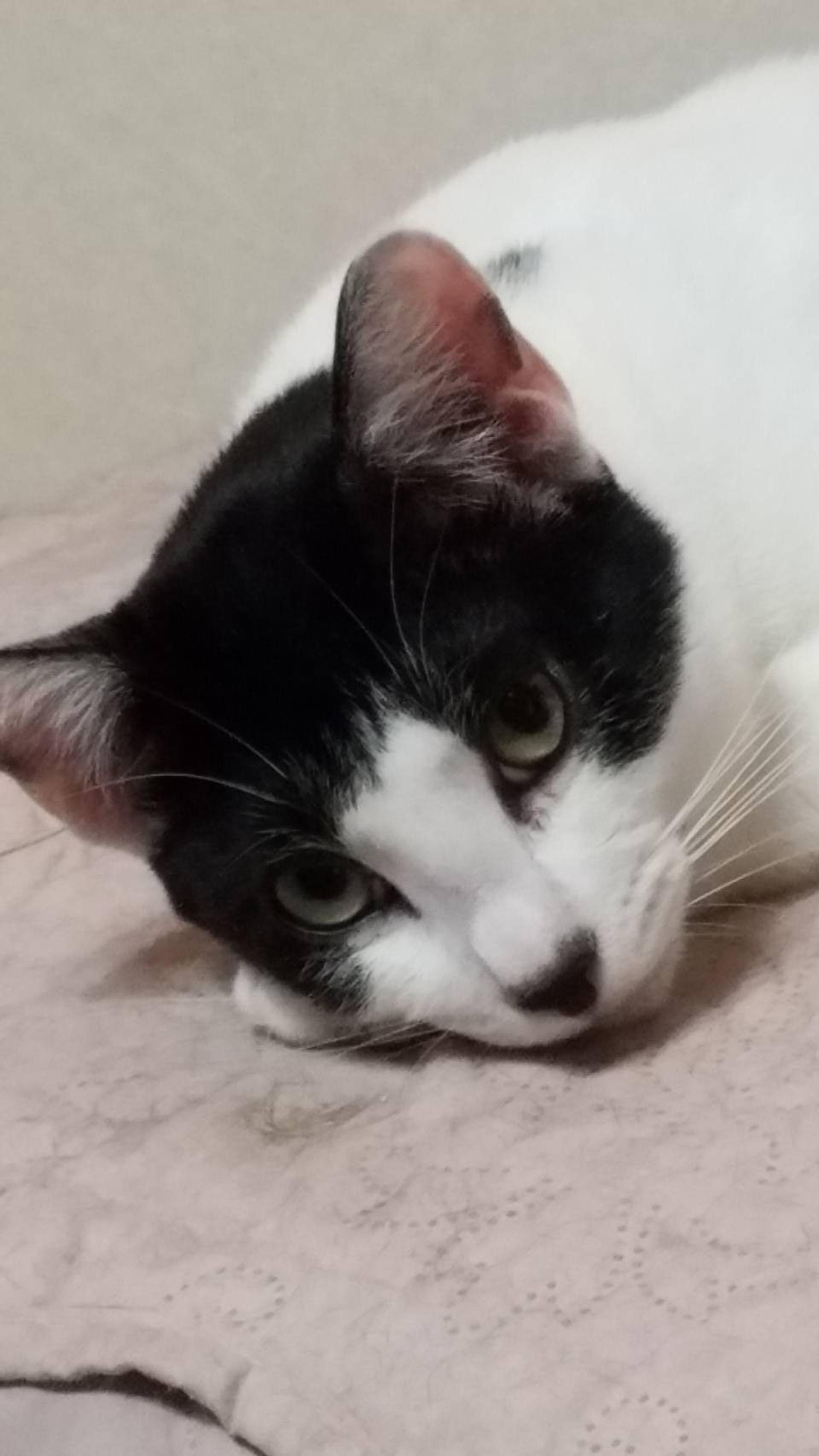 pet-image-8
