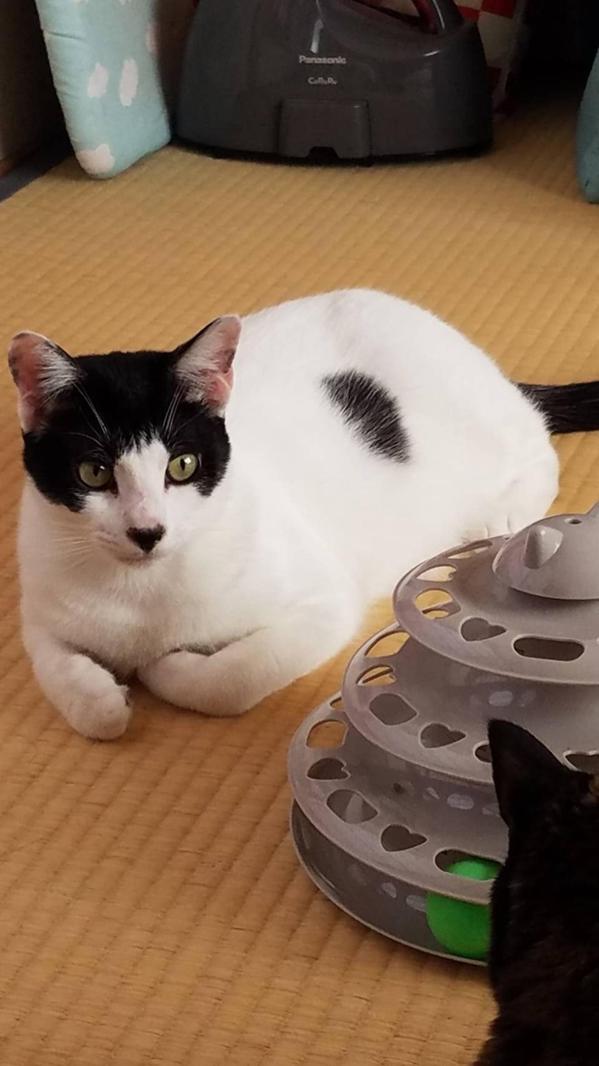 pet-image-5