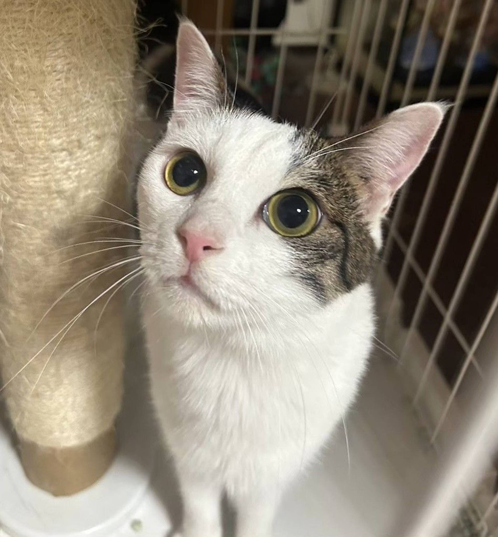 日本猫・オスの里親募集の写真