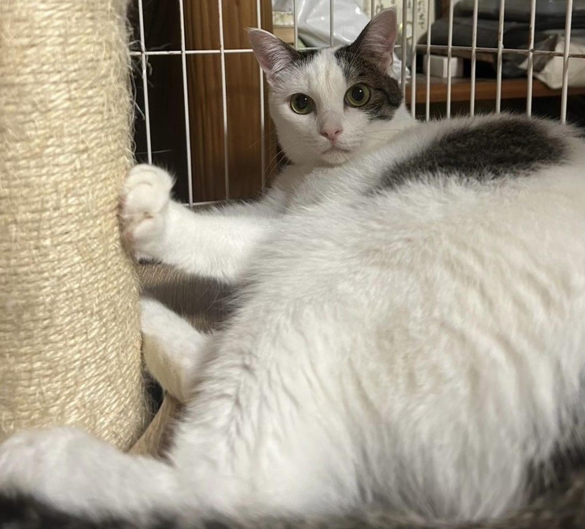 pet-image-3