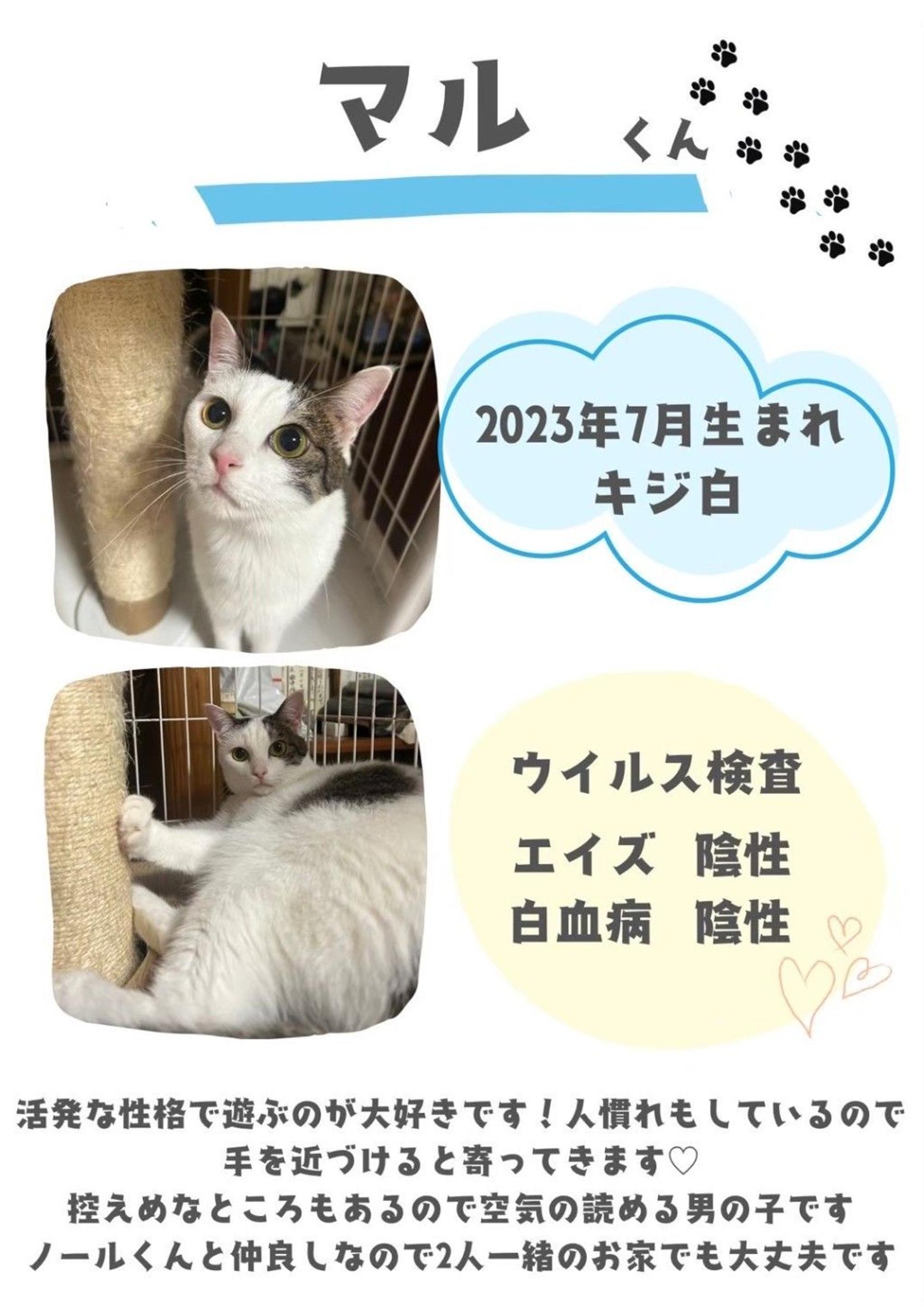 pet-image-8