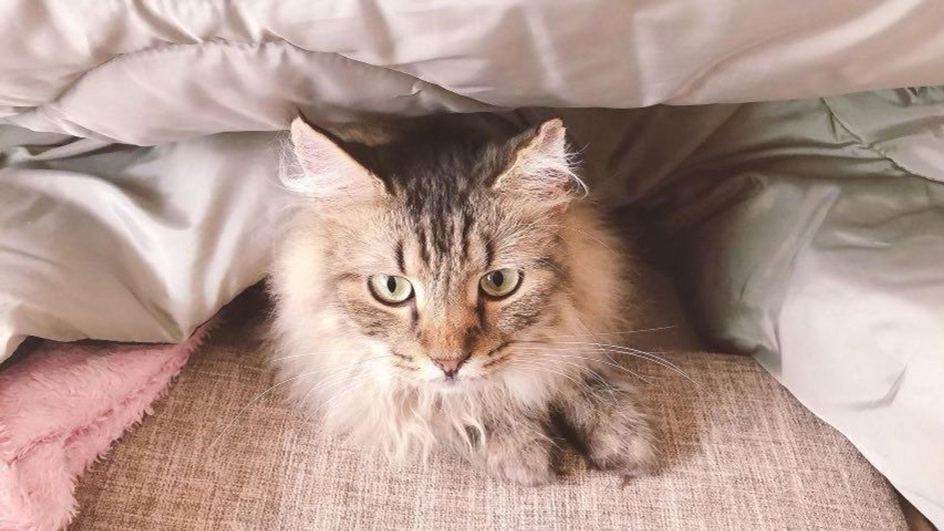 雑種（ミックス猫）・オスの里親募集の写真