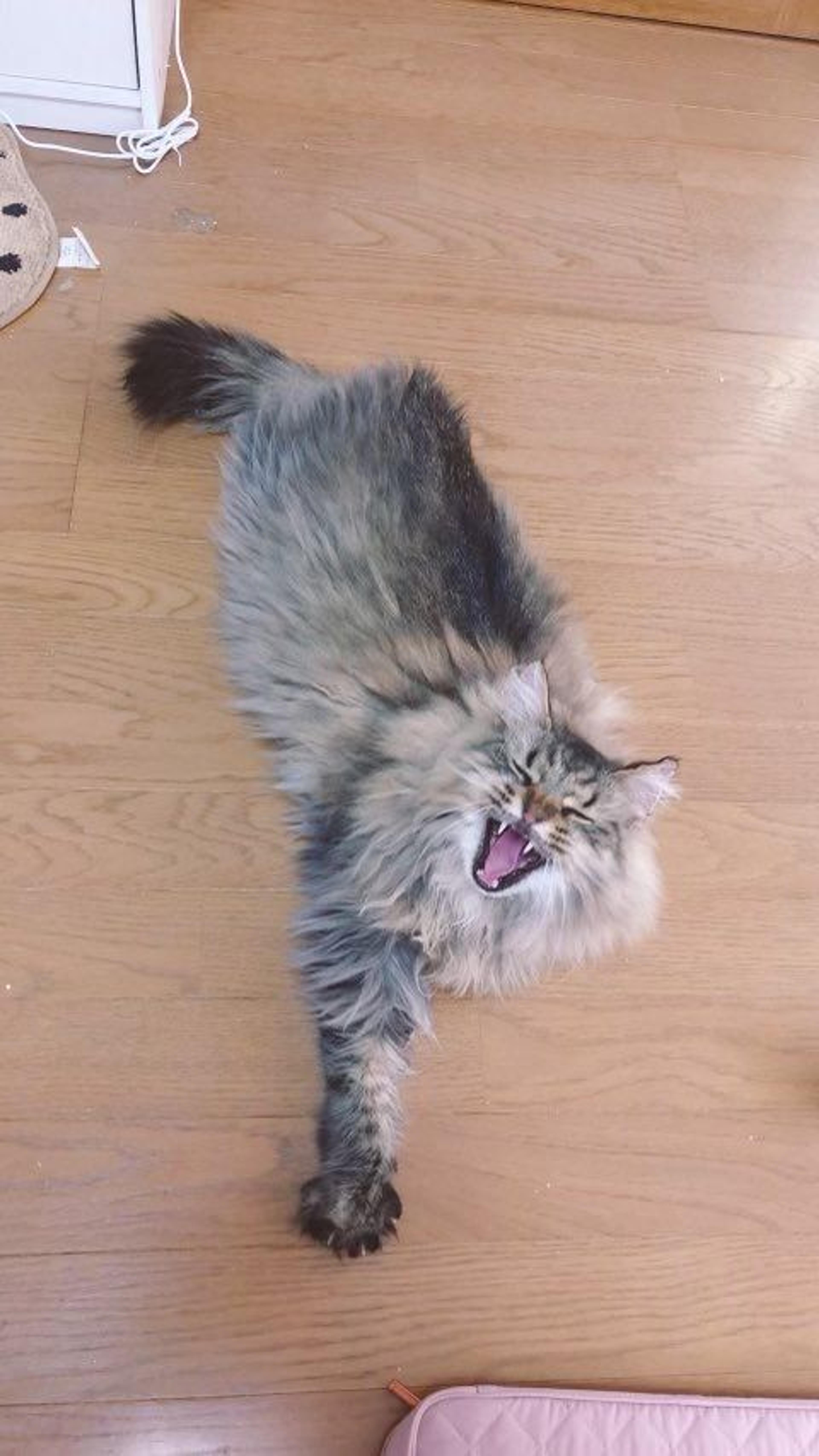 pet-image-2