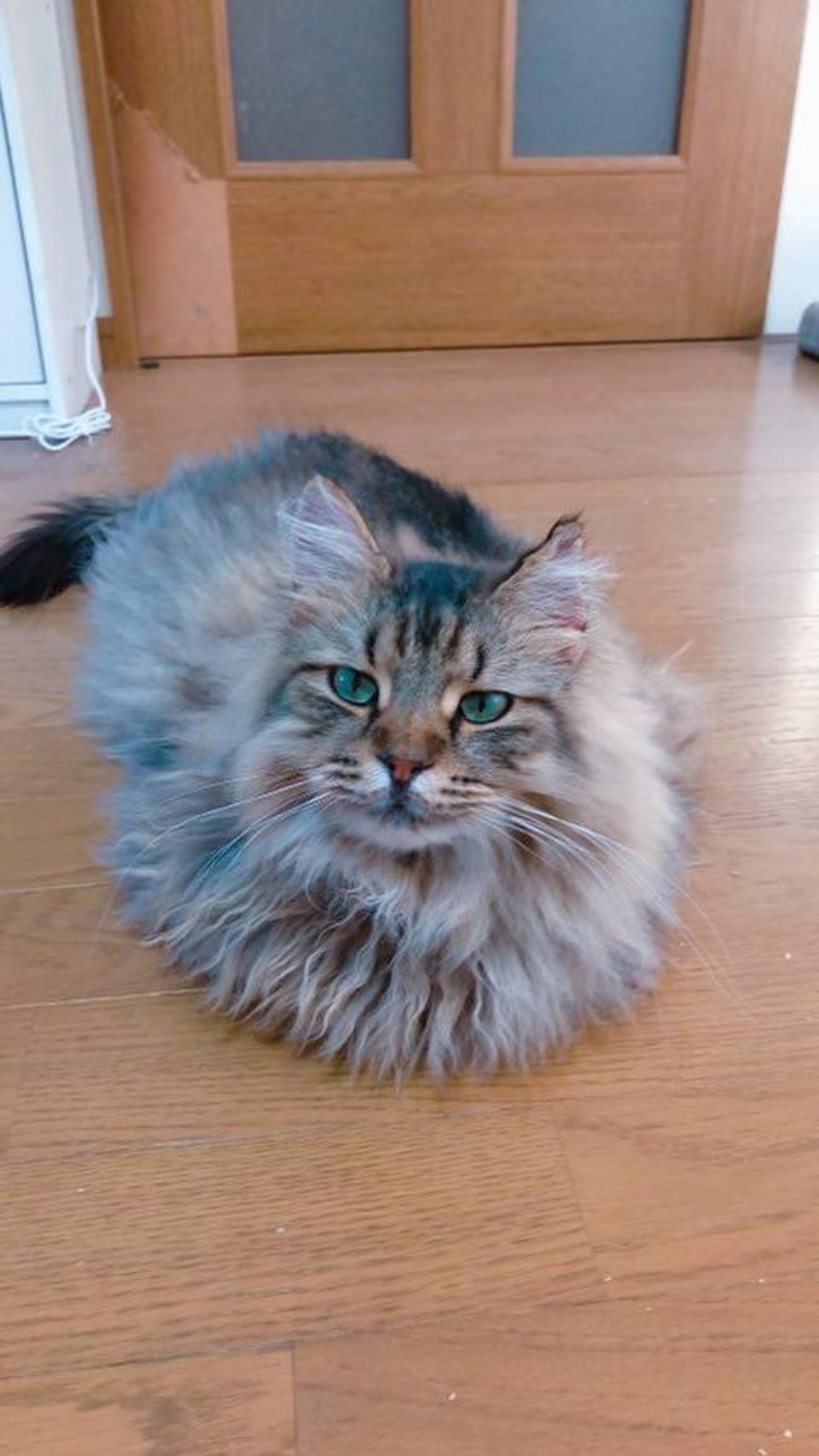 pet-image-3