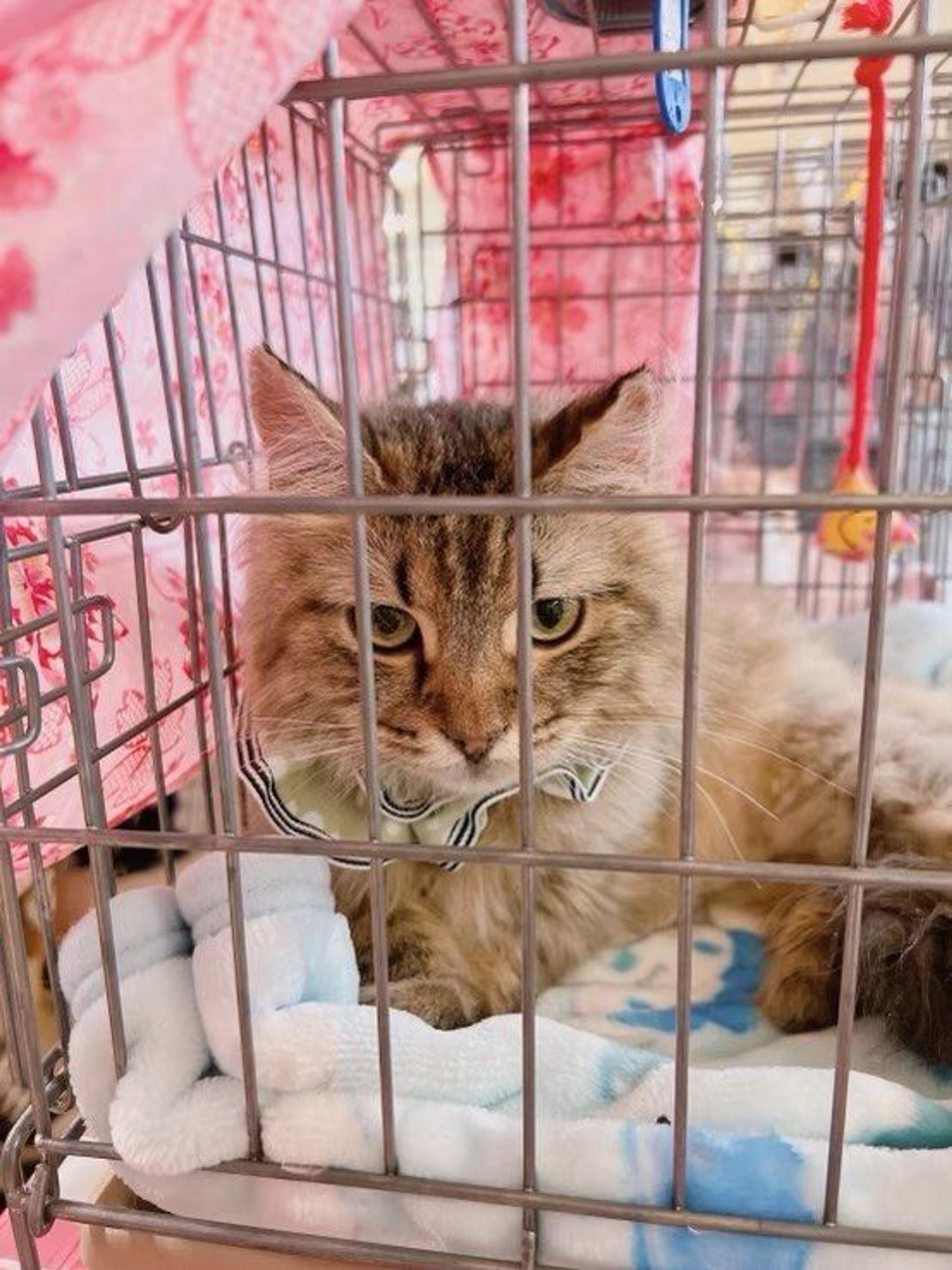 pet-image-5