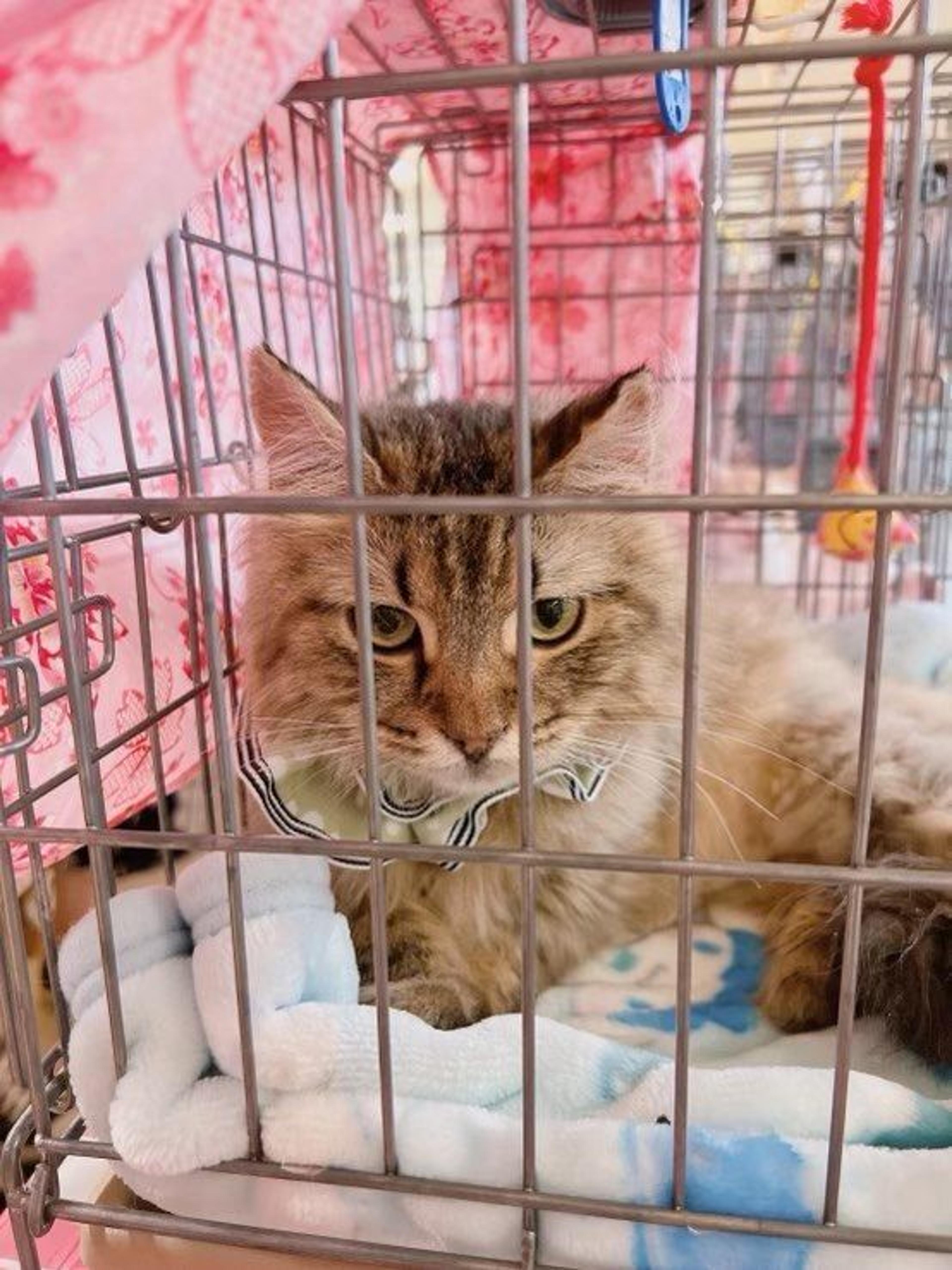 pet-image-5