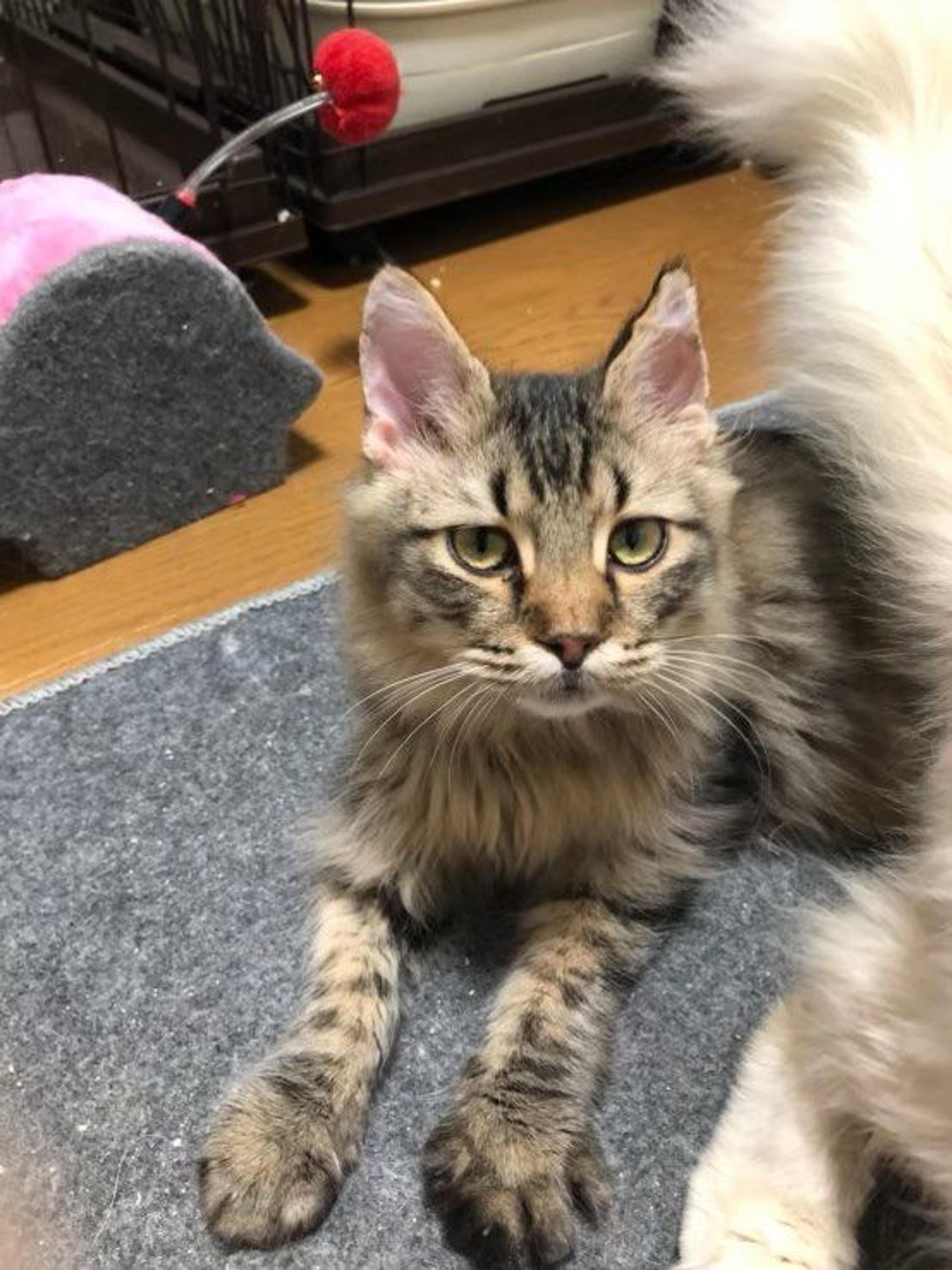 pet-image-6
