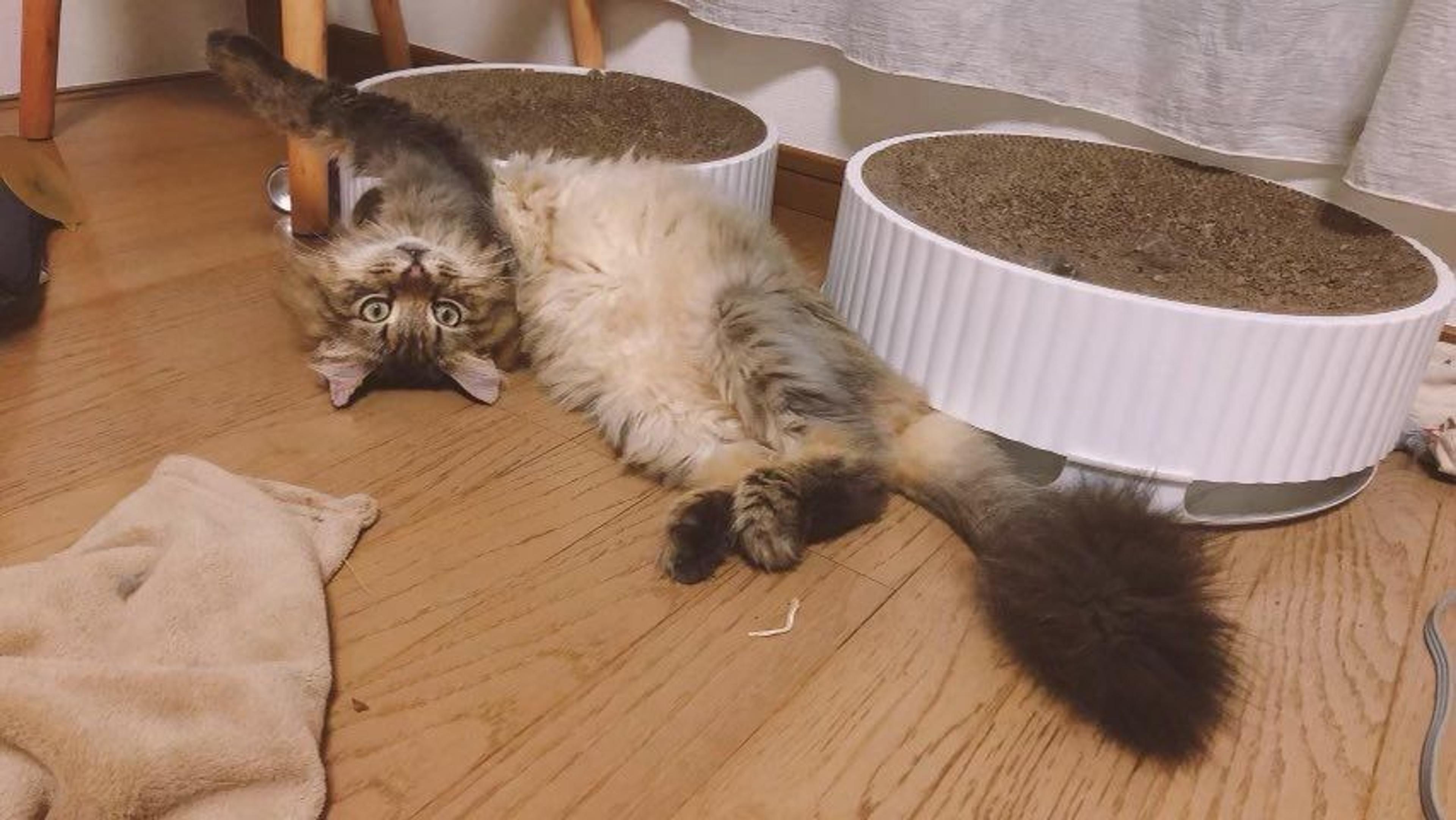 pet-image-7