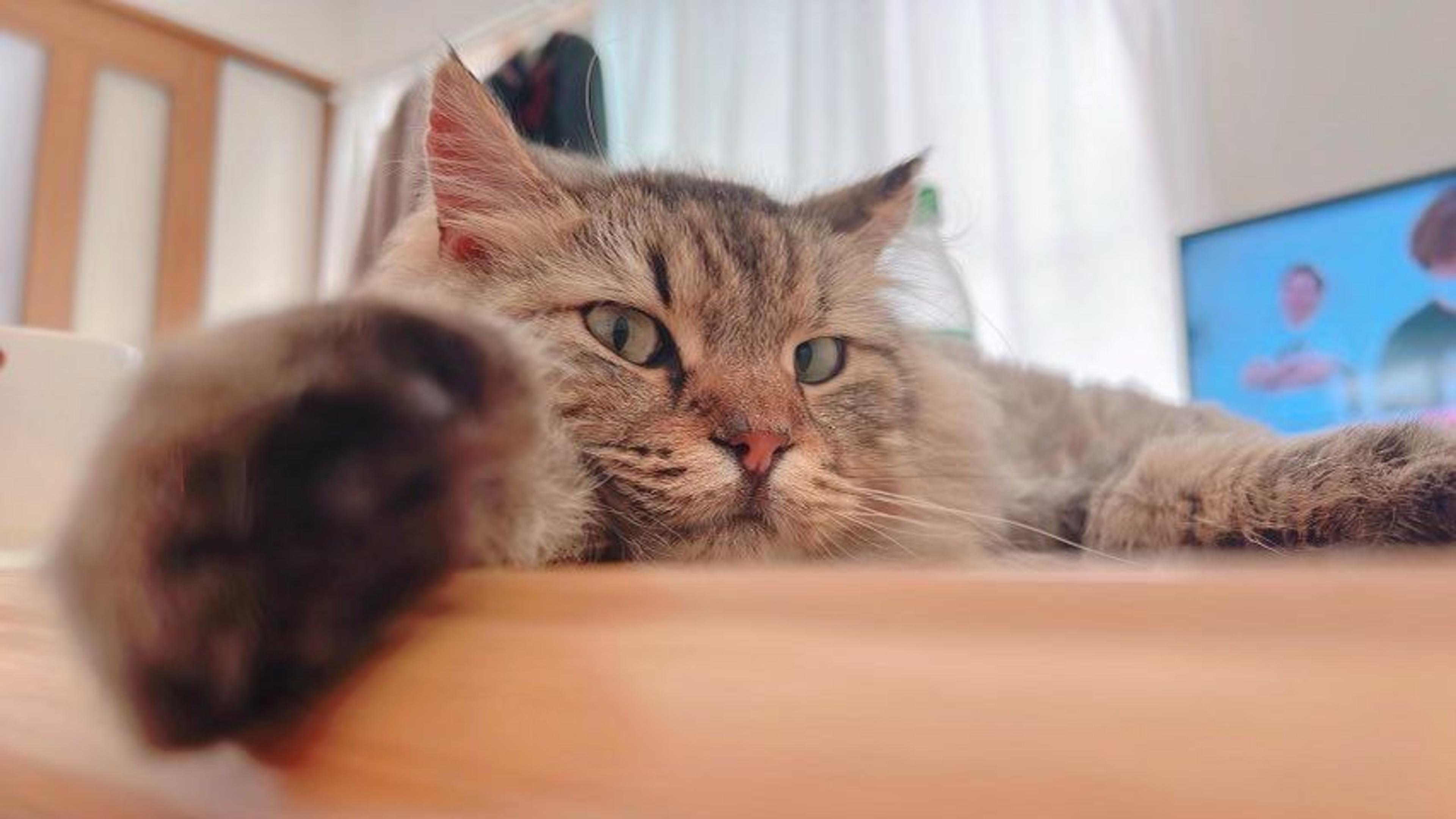 pet-image-9