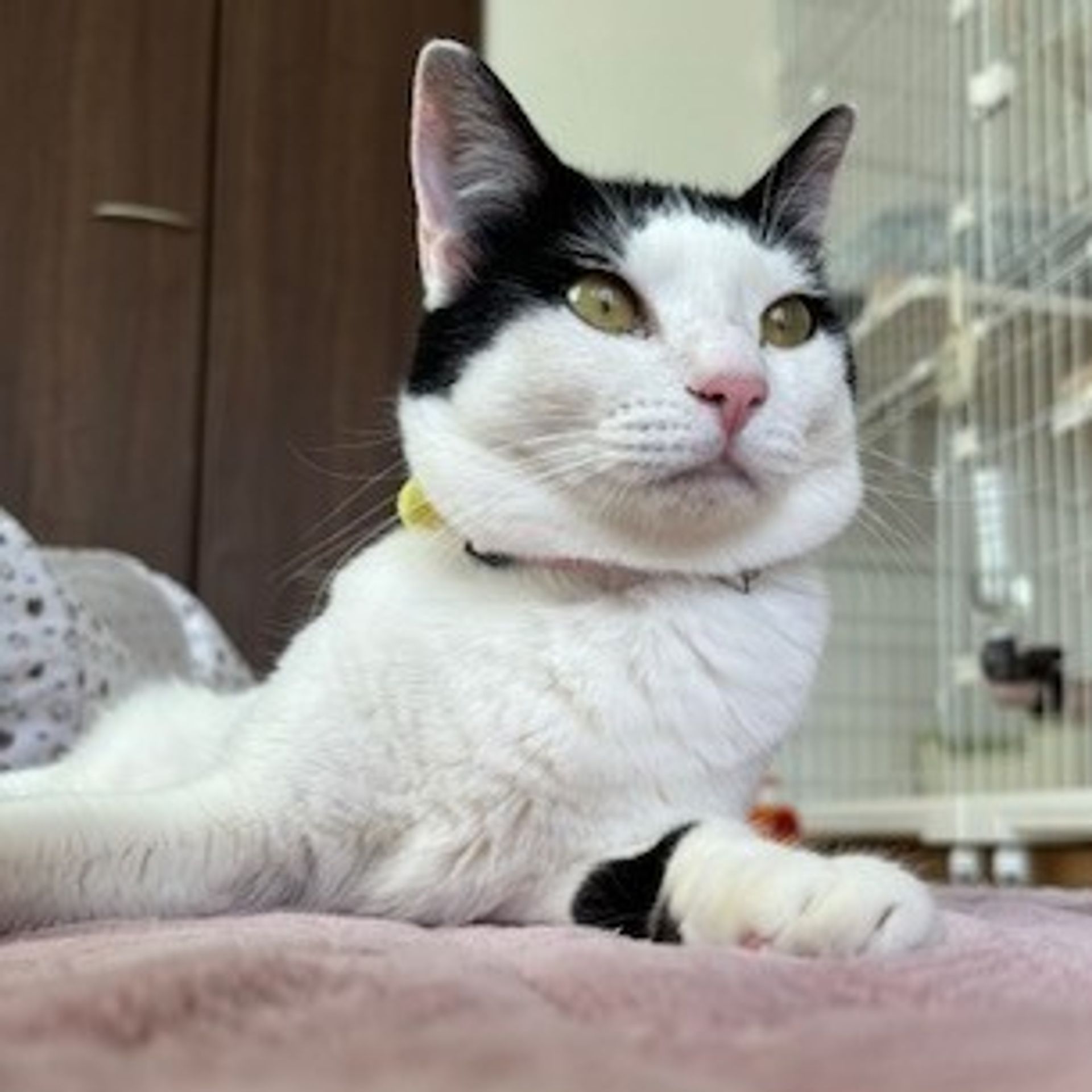 雑種（ミックス猫）・メスの里親募集の写真