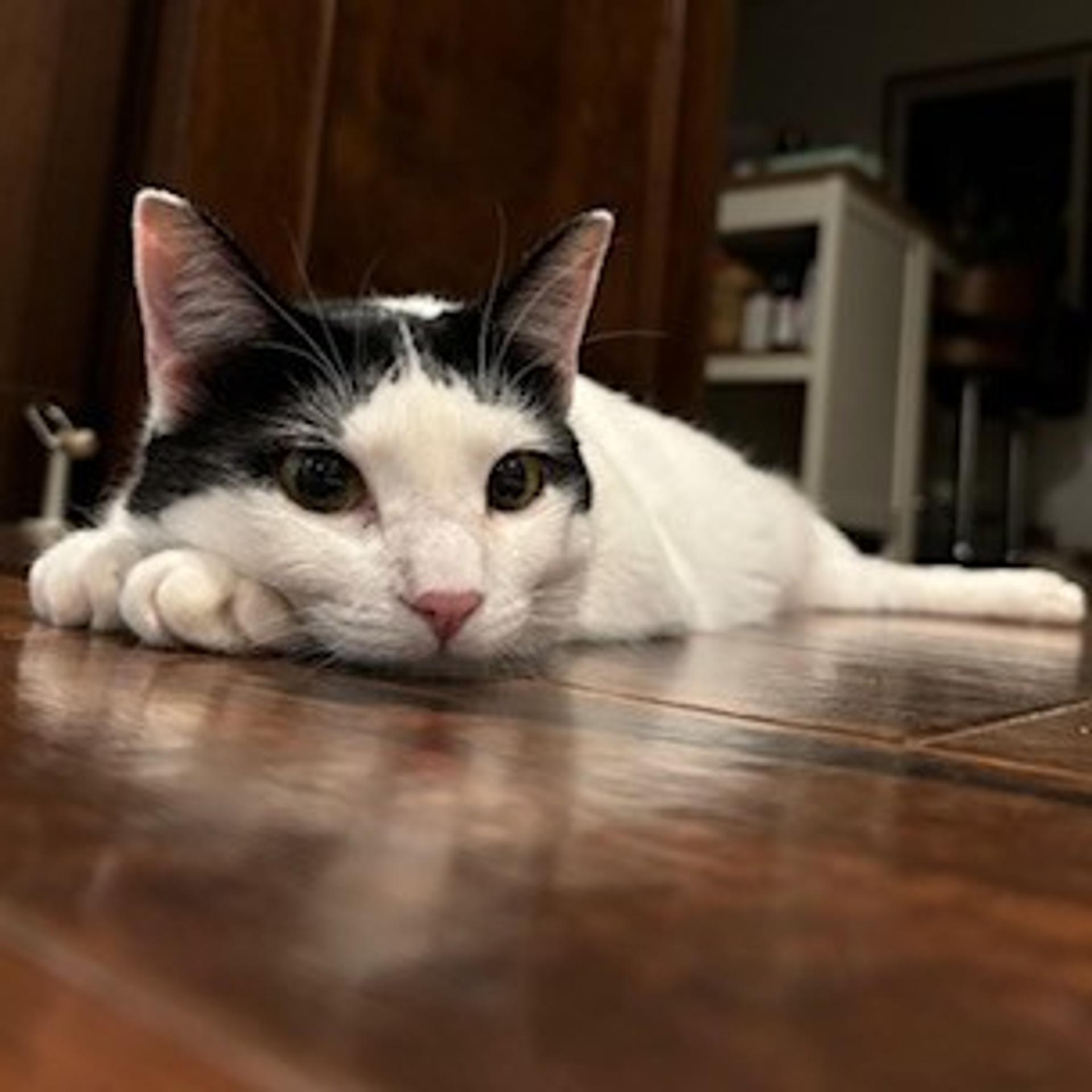 pet-image-2