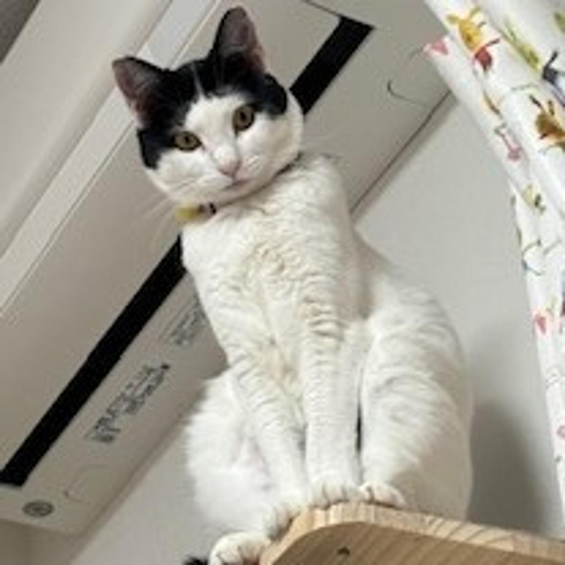 pet-image-3