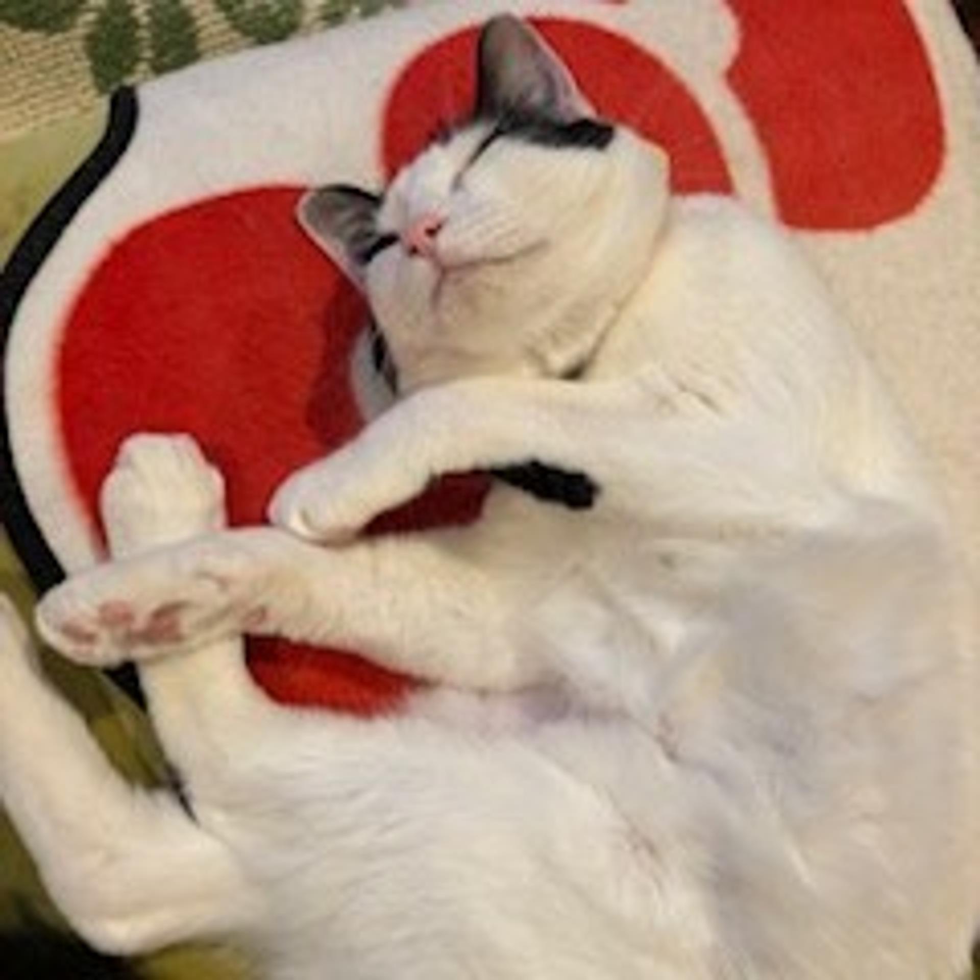 pet-image-4