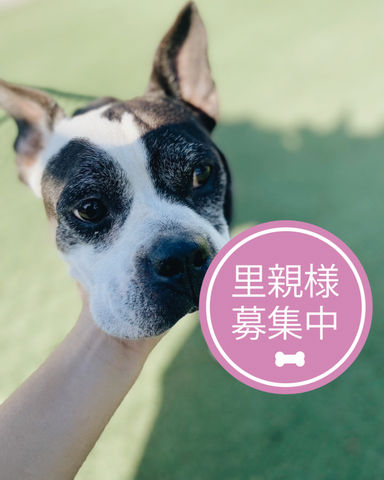 ウォンカ