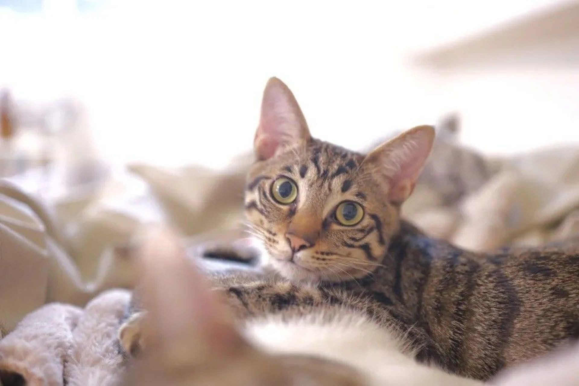 雑種（ミックス猫）・オスの里親募集の写真