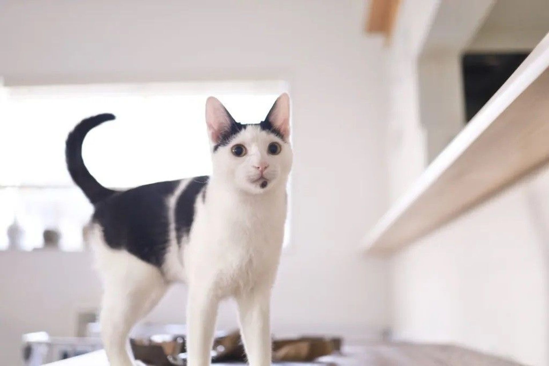 雑種（ミックス猫）・メスの里親募集の写真
