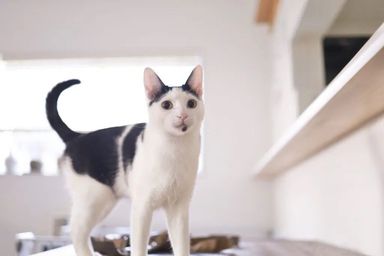 雑種（ミックス猫）・メスの里親募集の写真