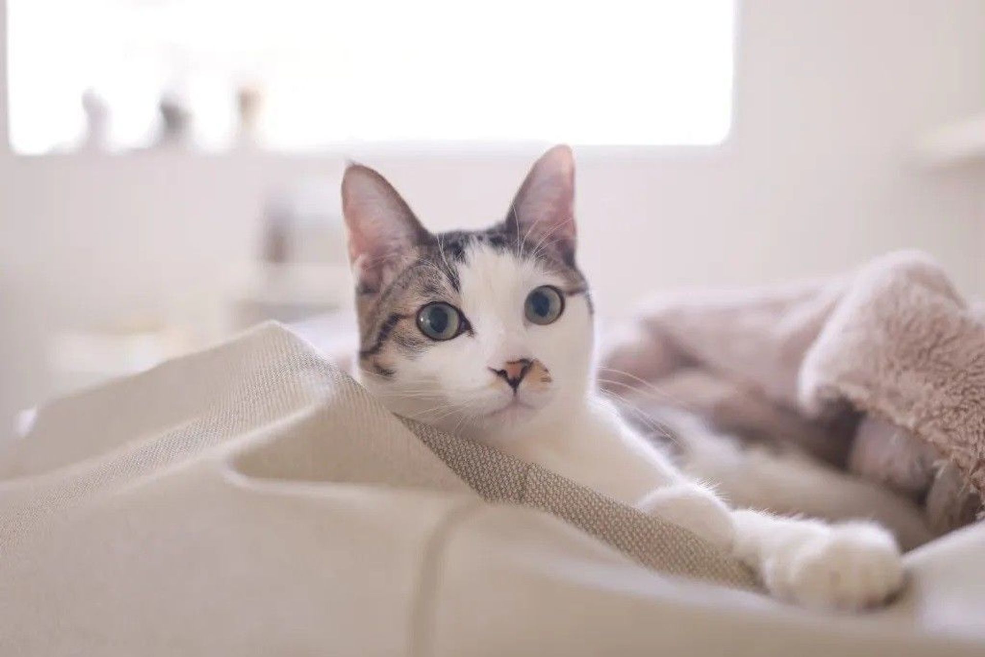 雑種（ミックス猫）・メスの里親募集の写真