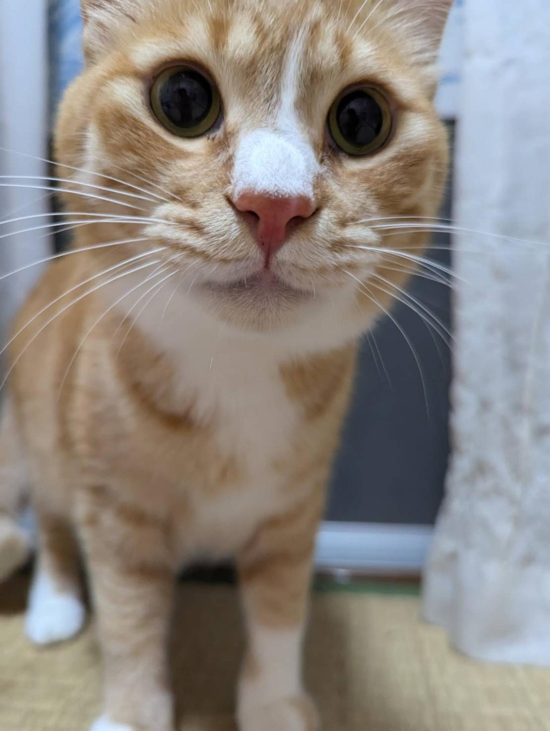 pet-image-4