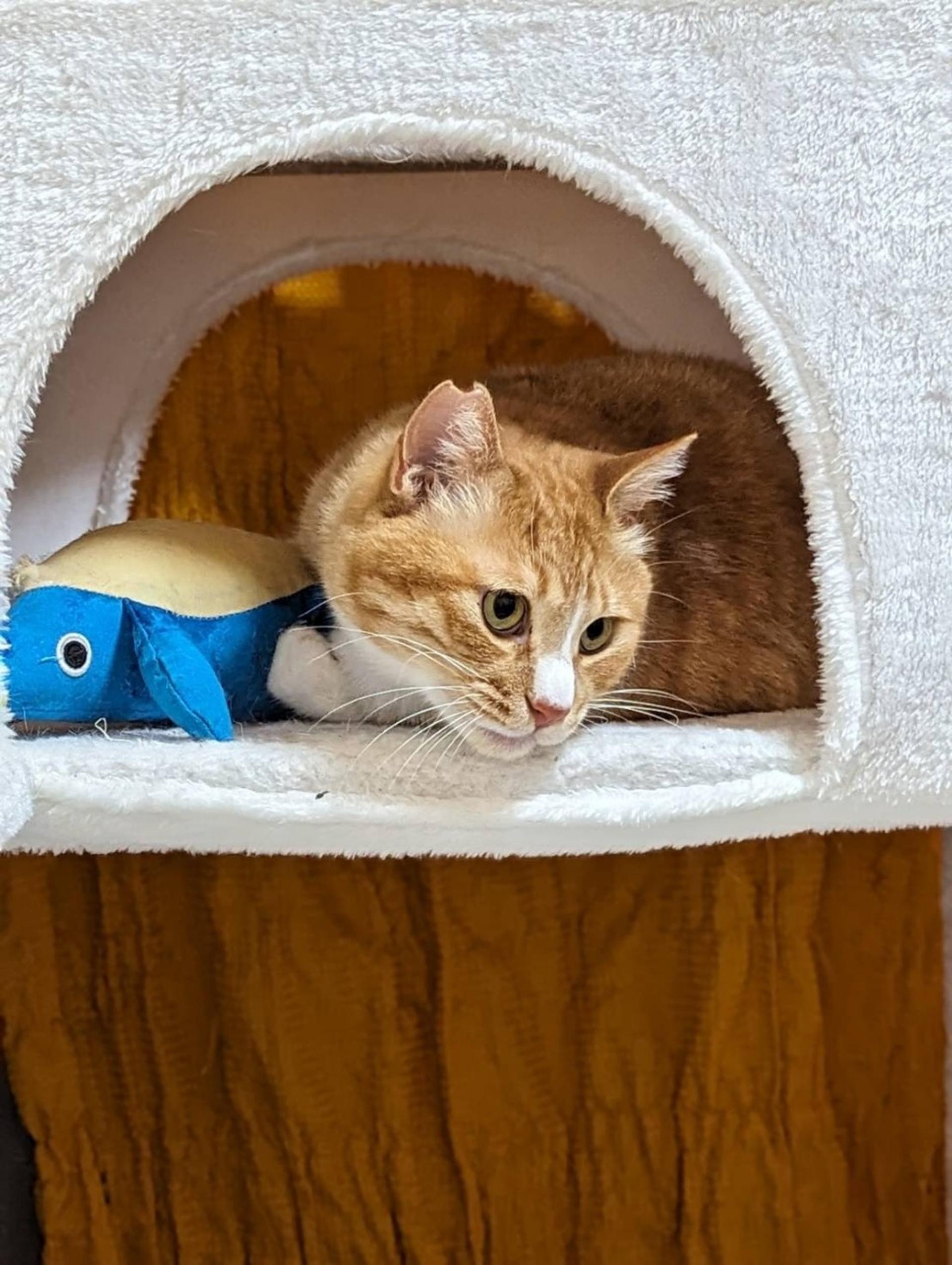 pet-image-5