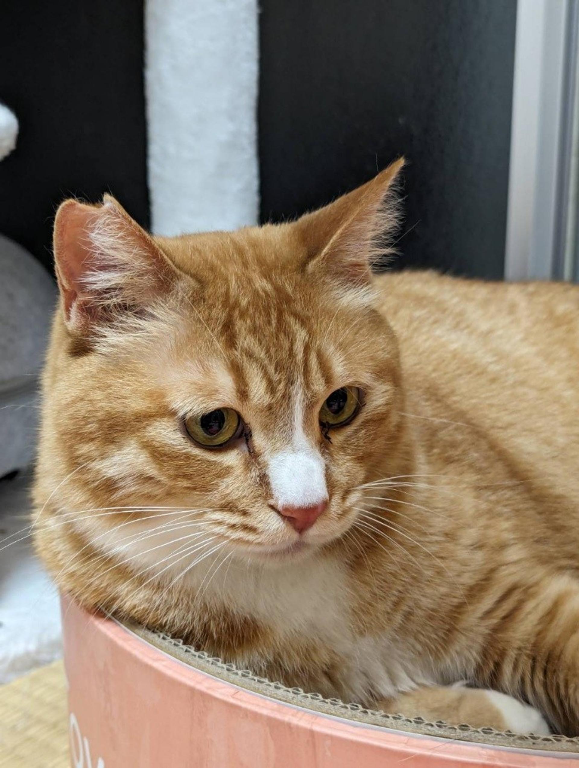 pet-image-6