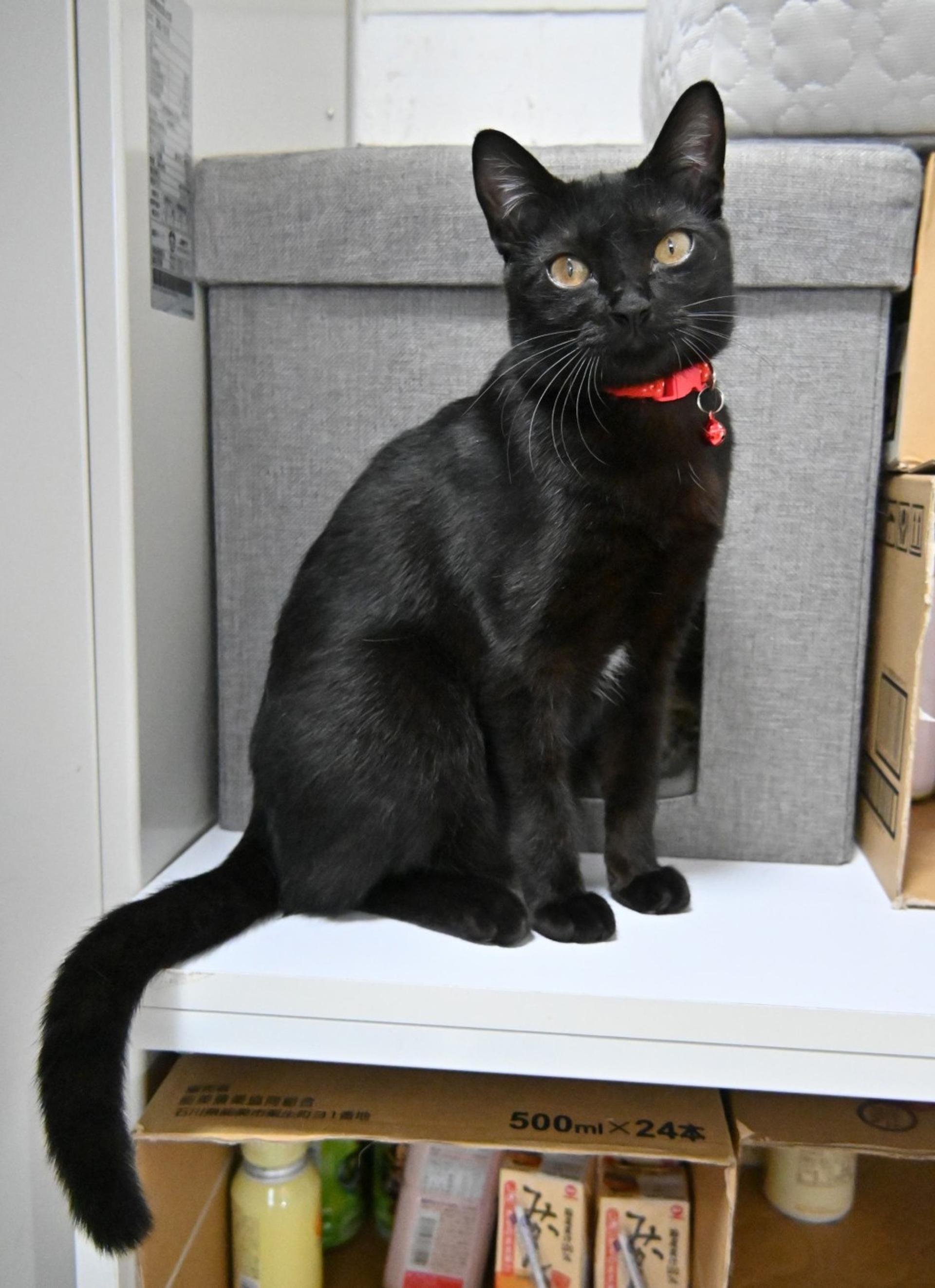 pet-image-2