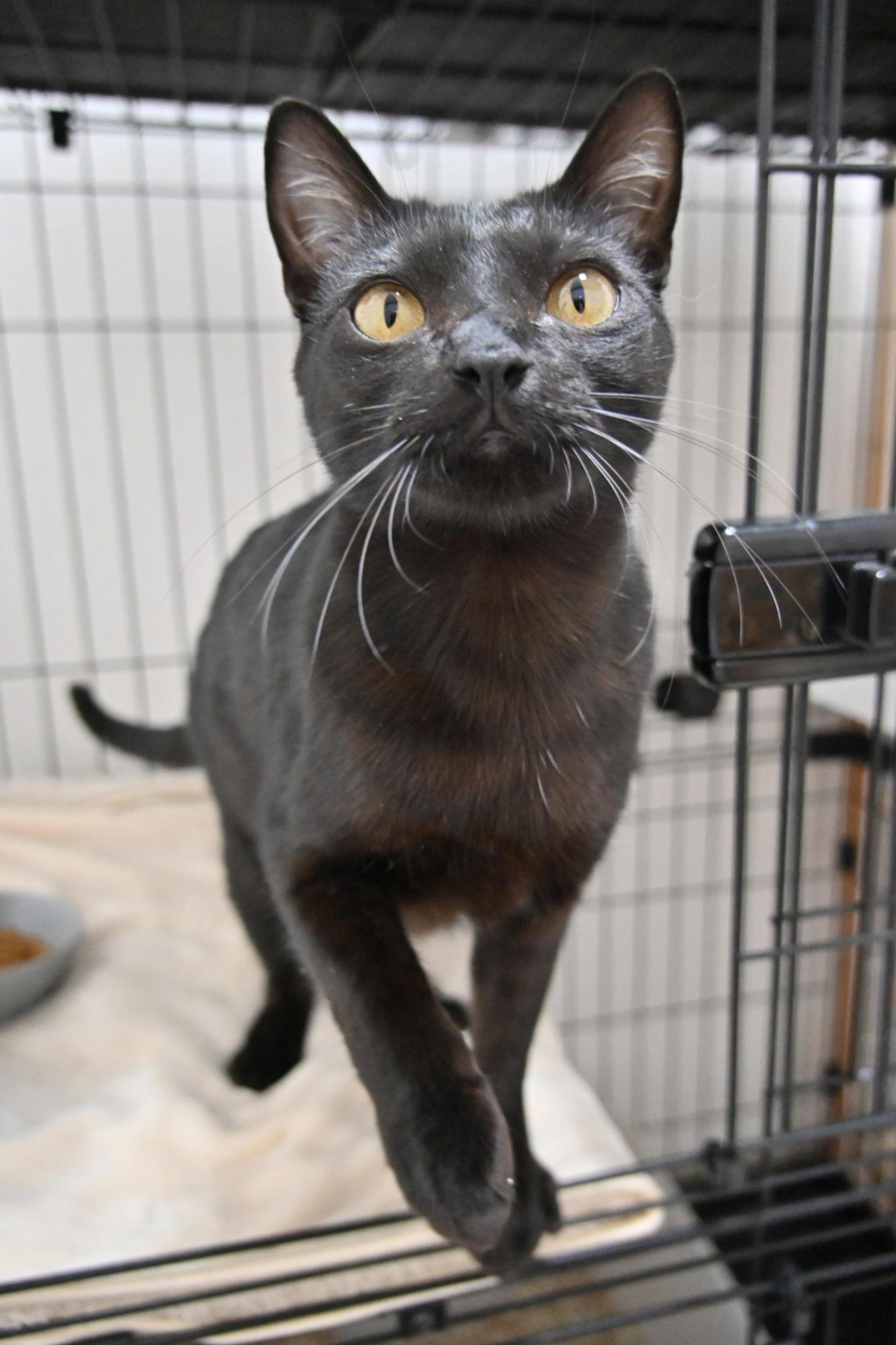 pet-image-5