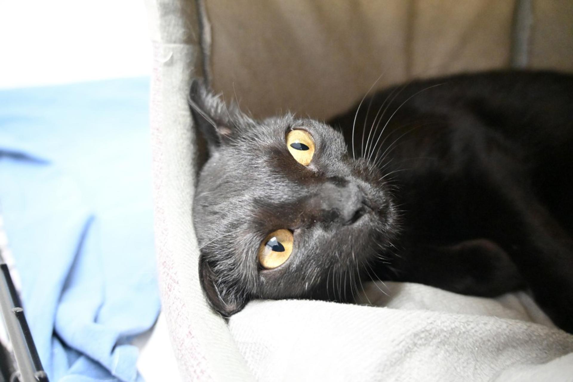 pet-image-4
